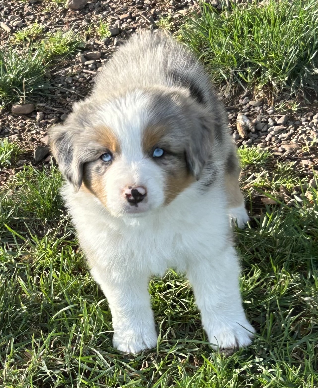 7 weeks