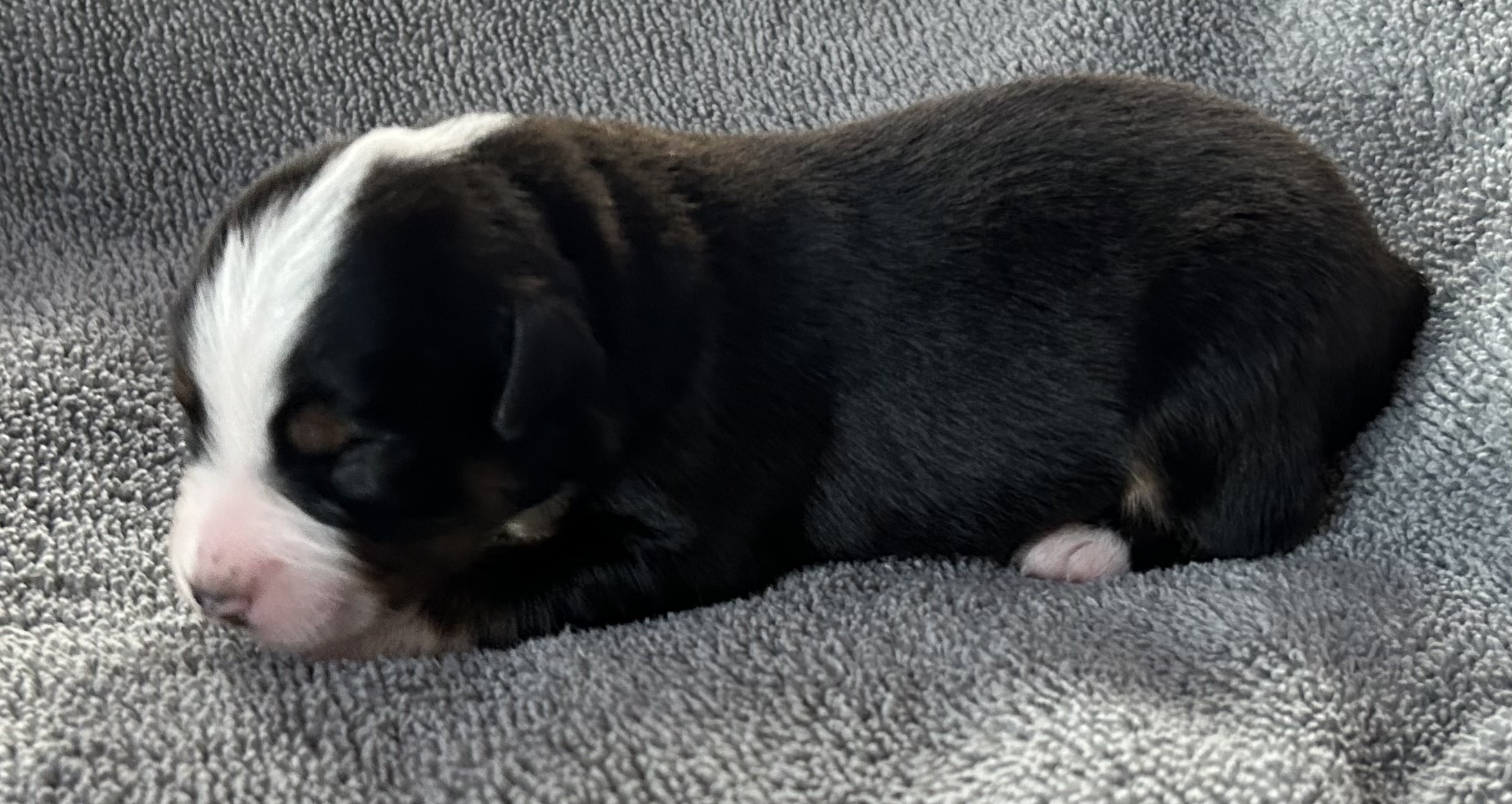 1 week old