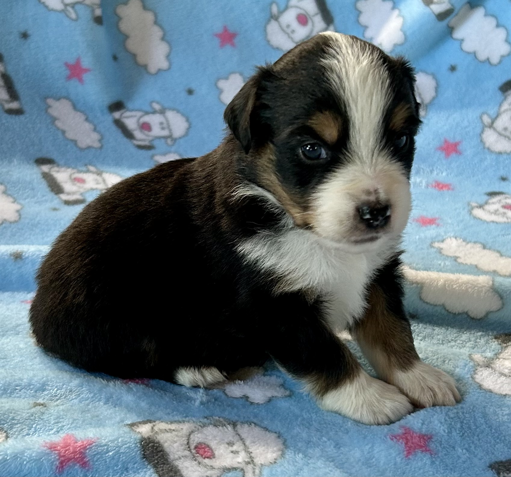 3 weeks old