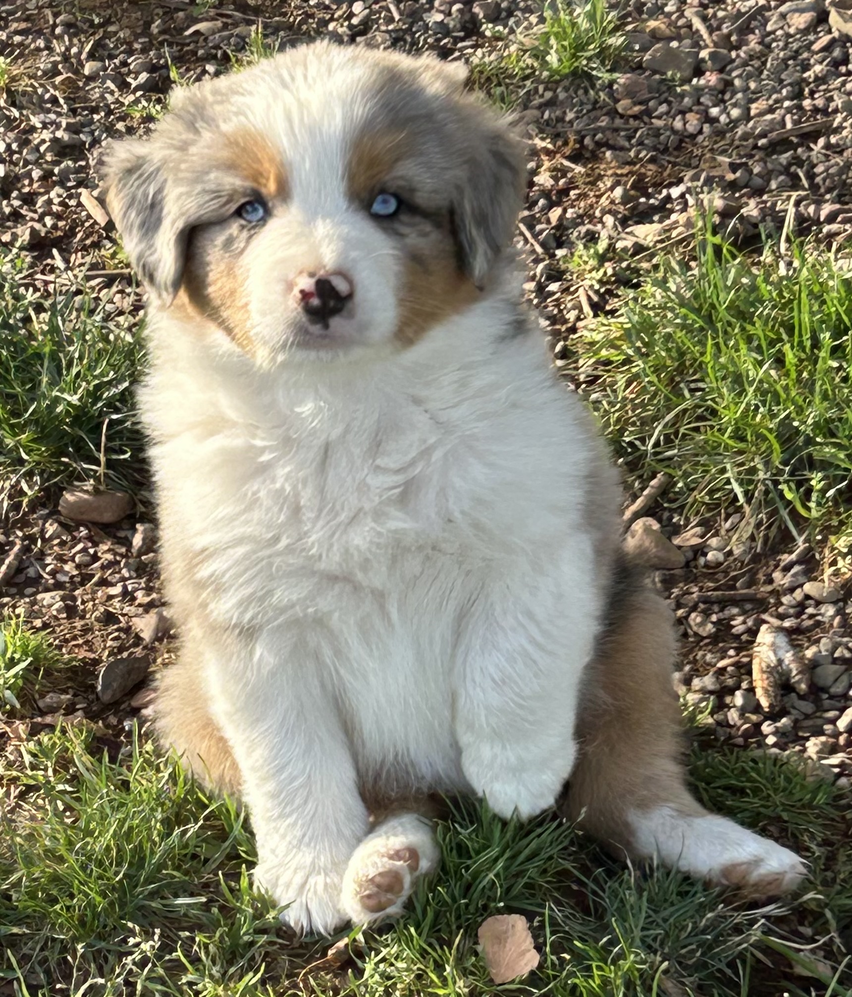 7 weeks