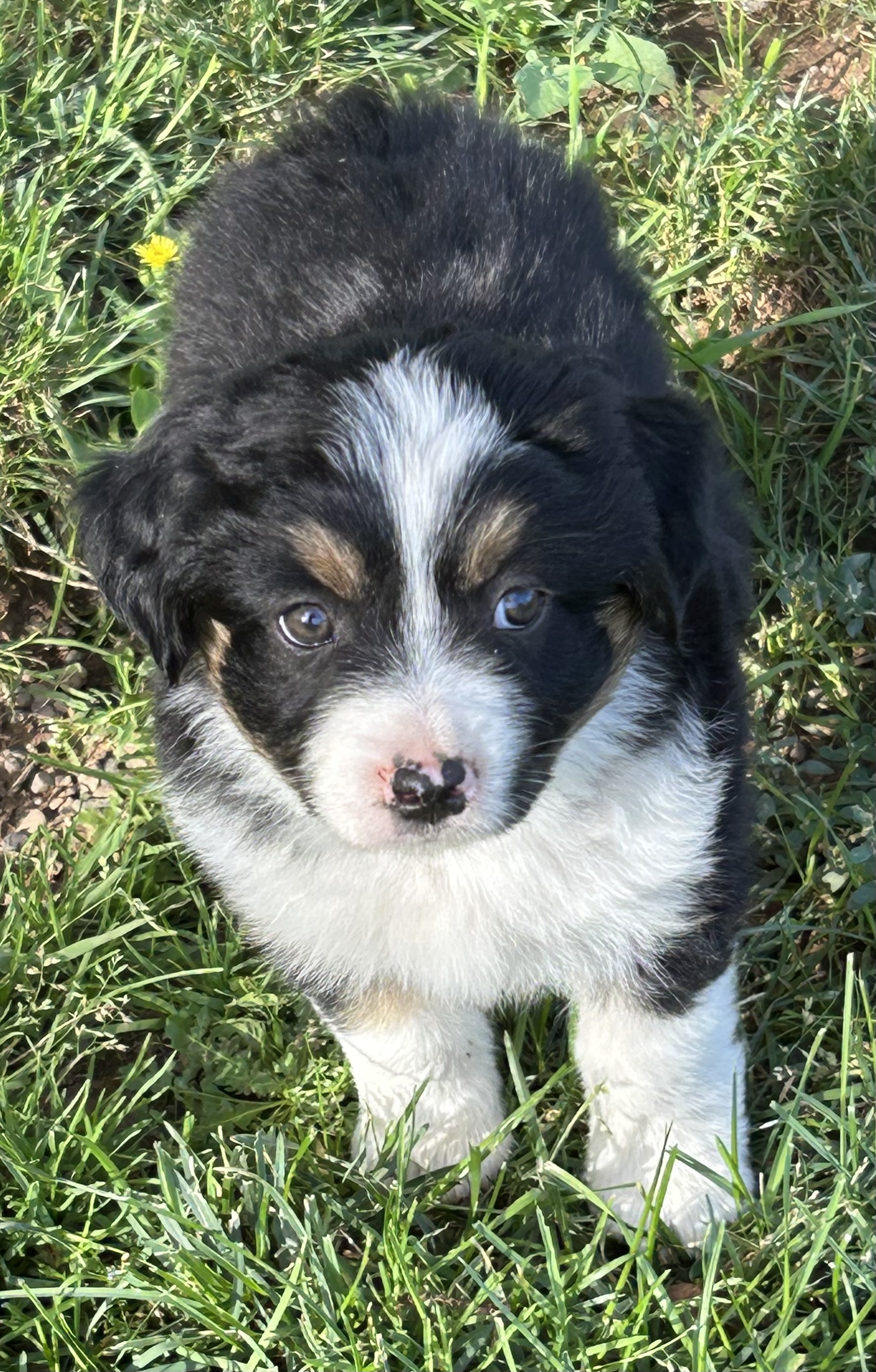 7 weeks