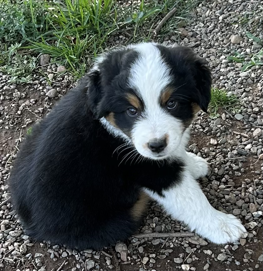 7 weeks
