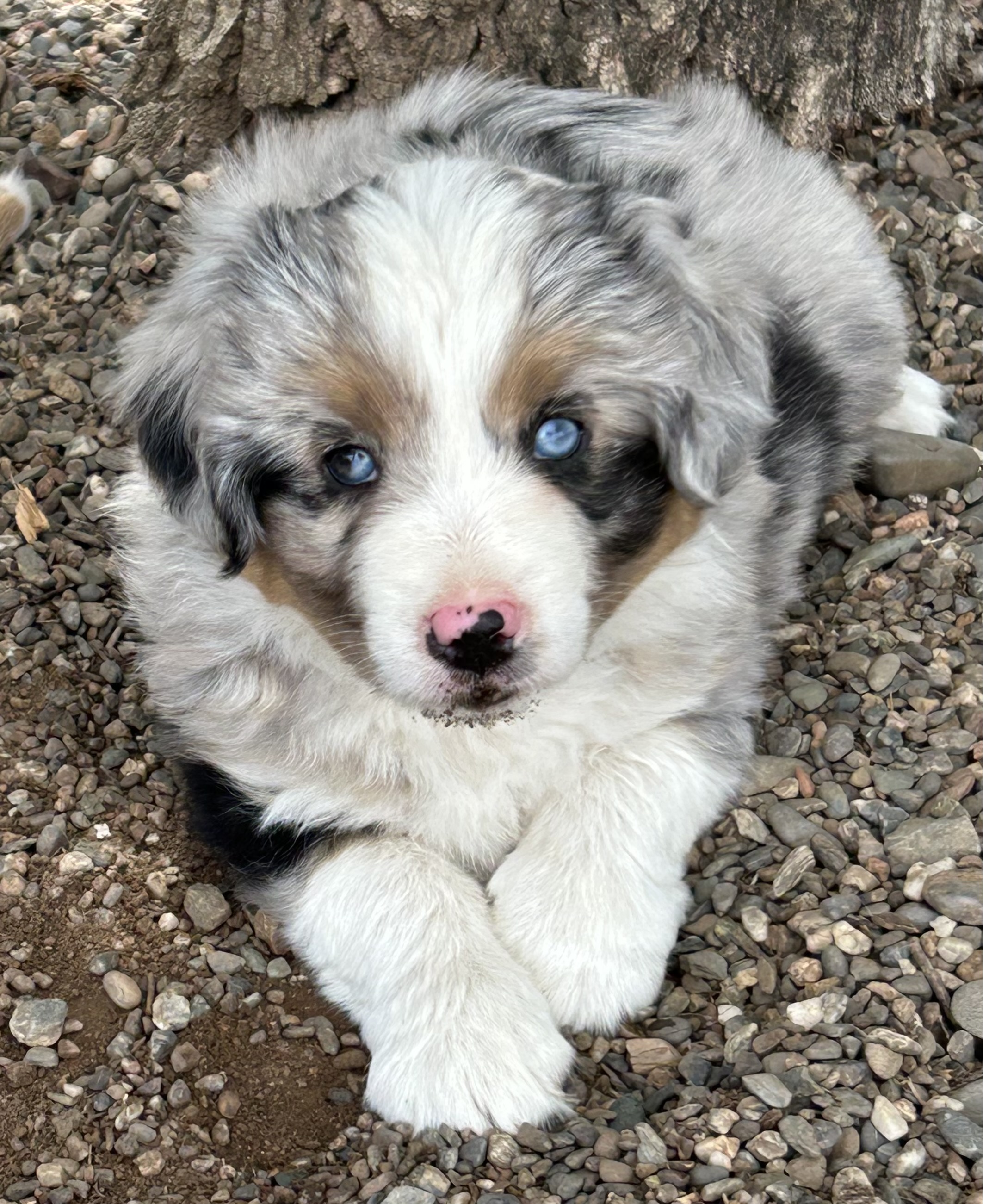 7 weeks