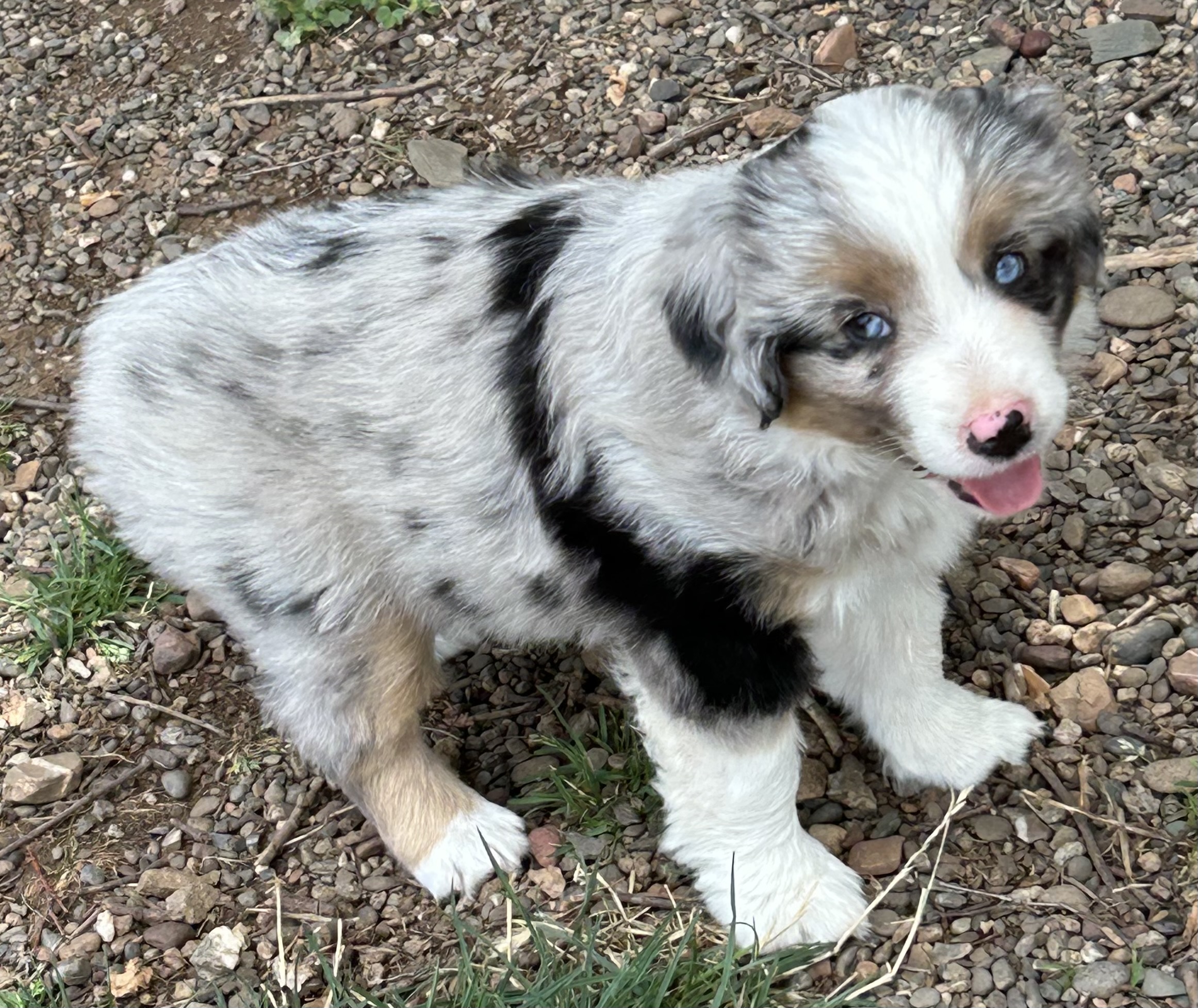 7 weeks