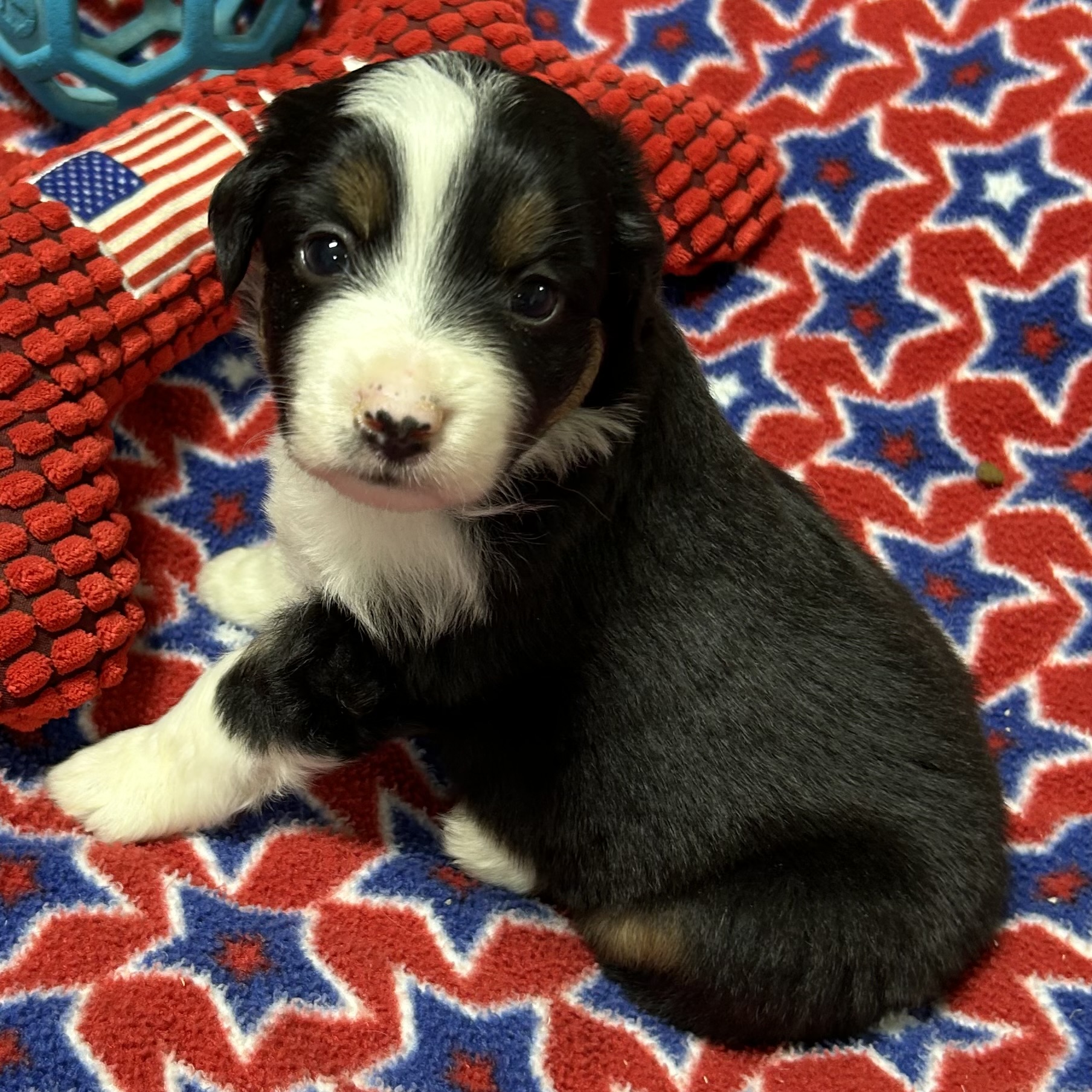 4 weeks old