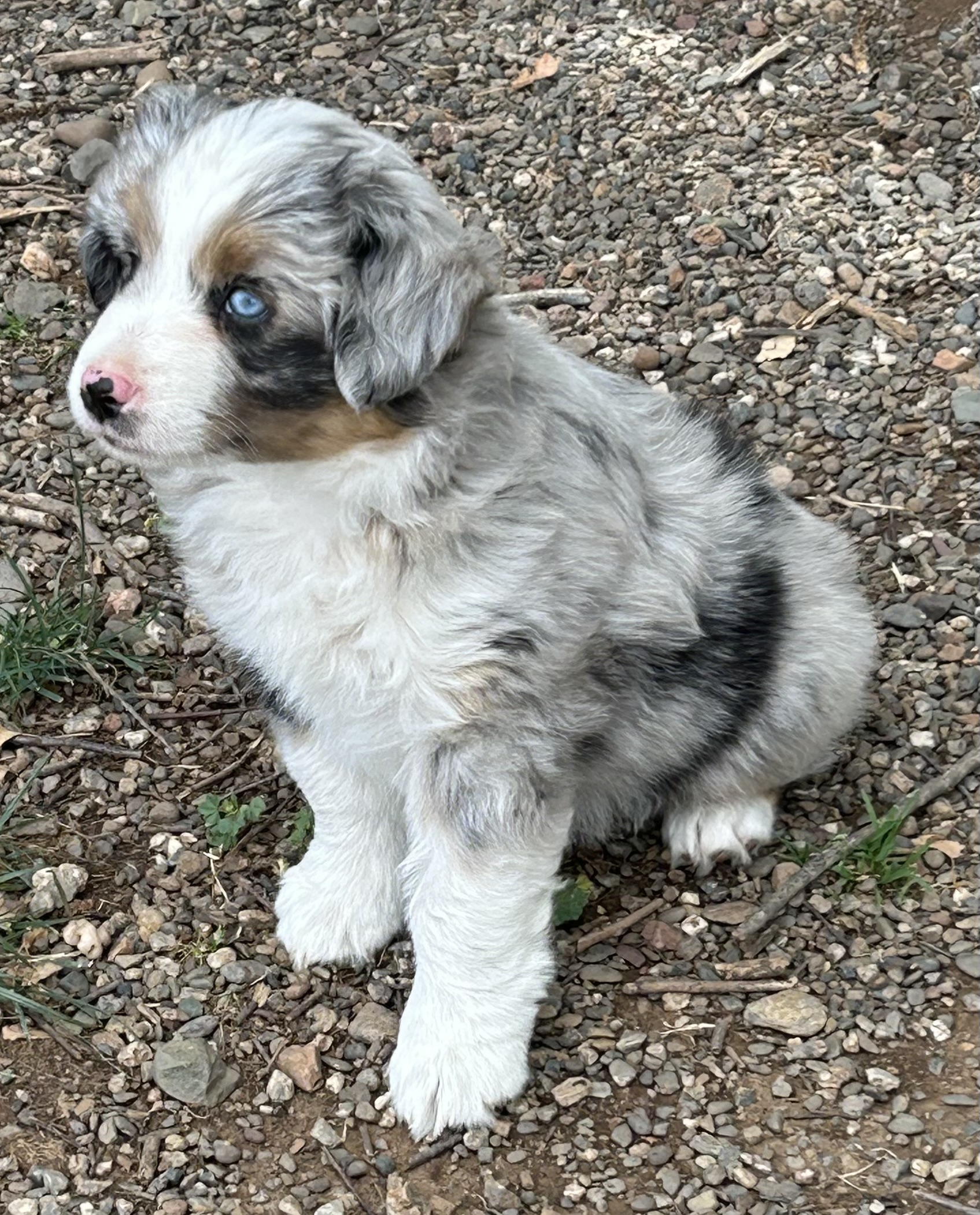 7 weeks