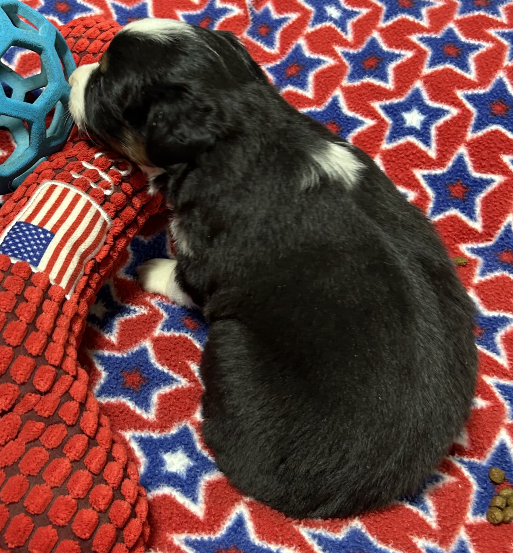 4 weeks old