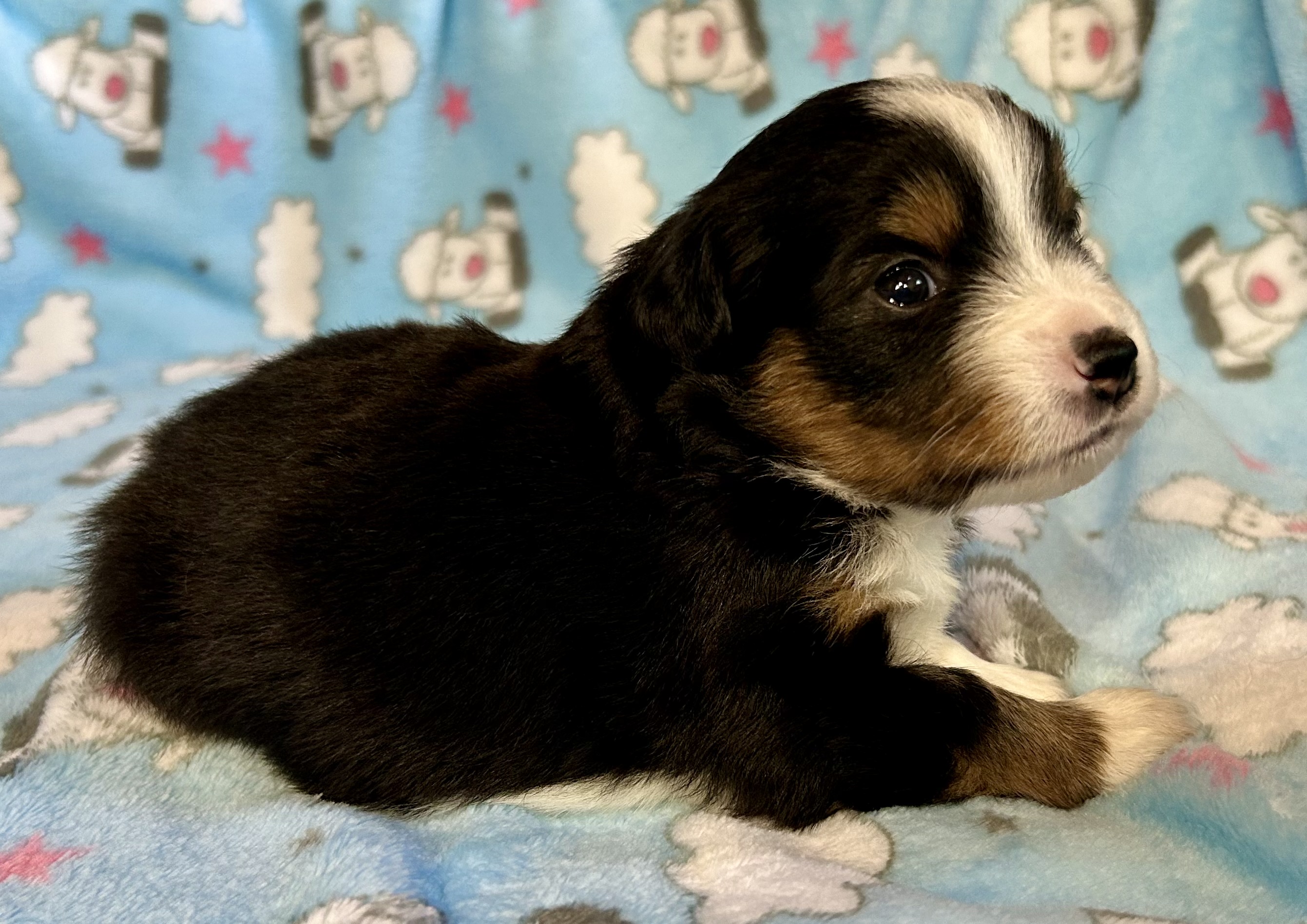 3 weeks old