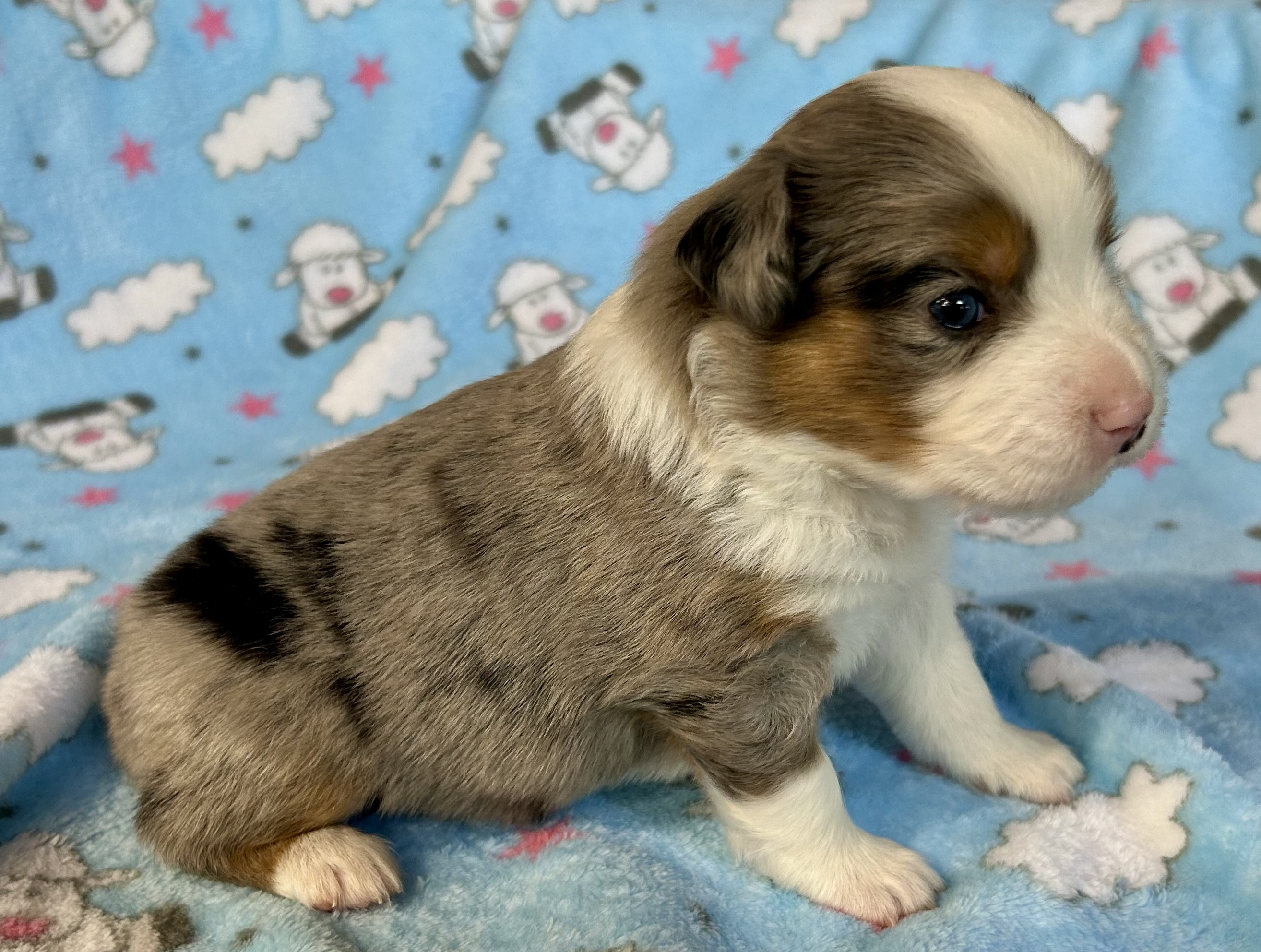 3 weeks old