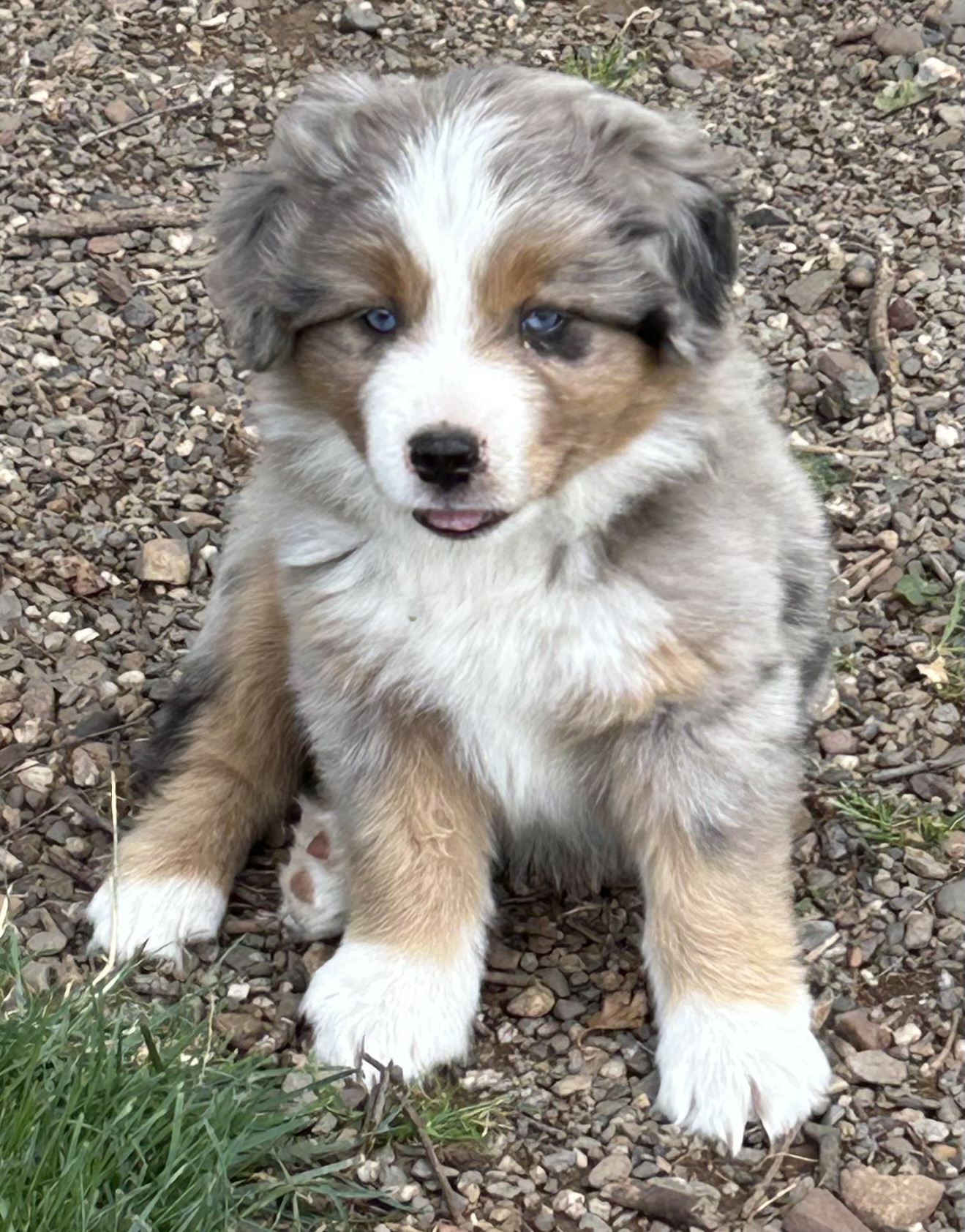 7 weeks