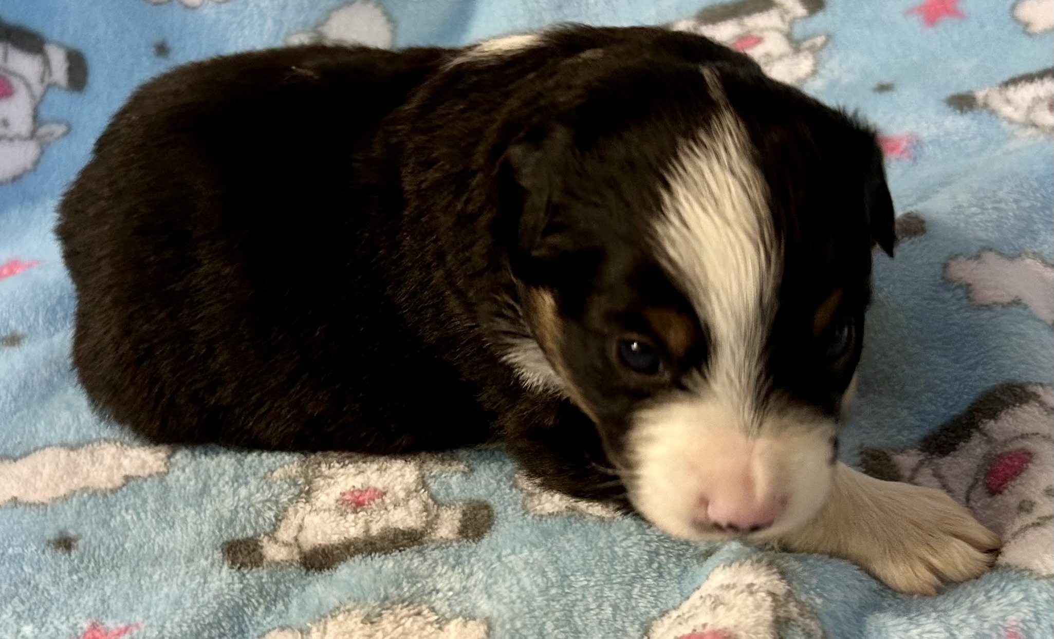3 weeks old