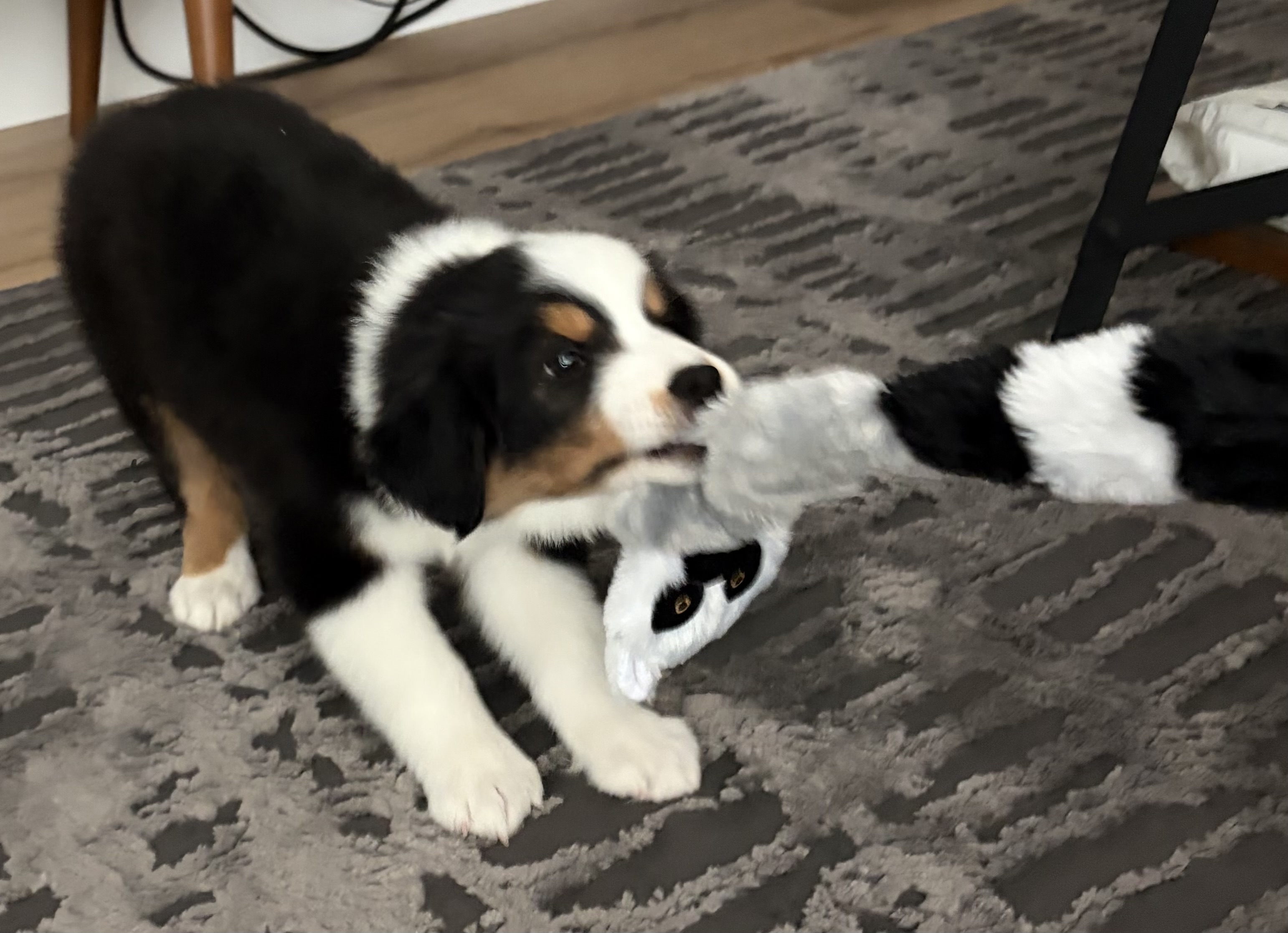 Playtime!