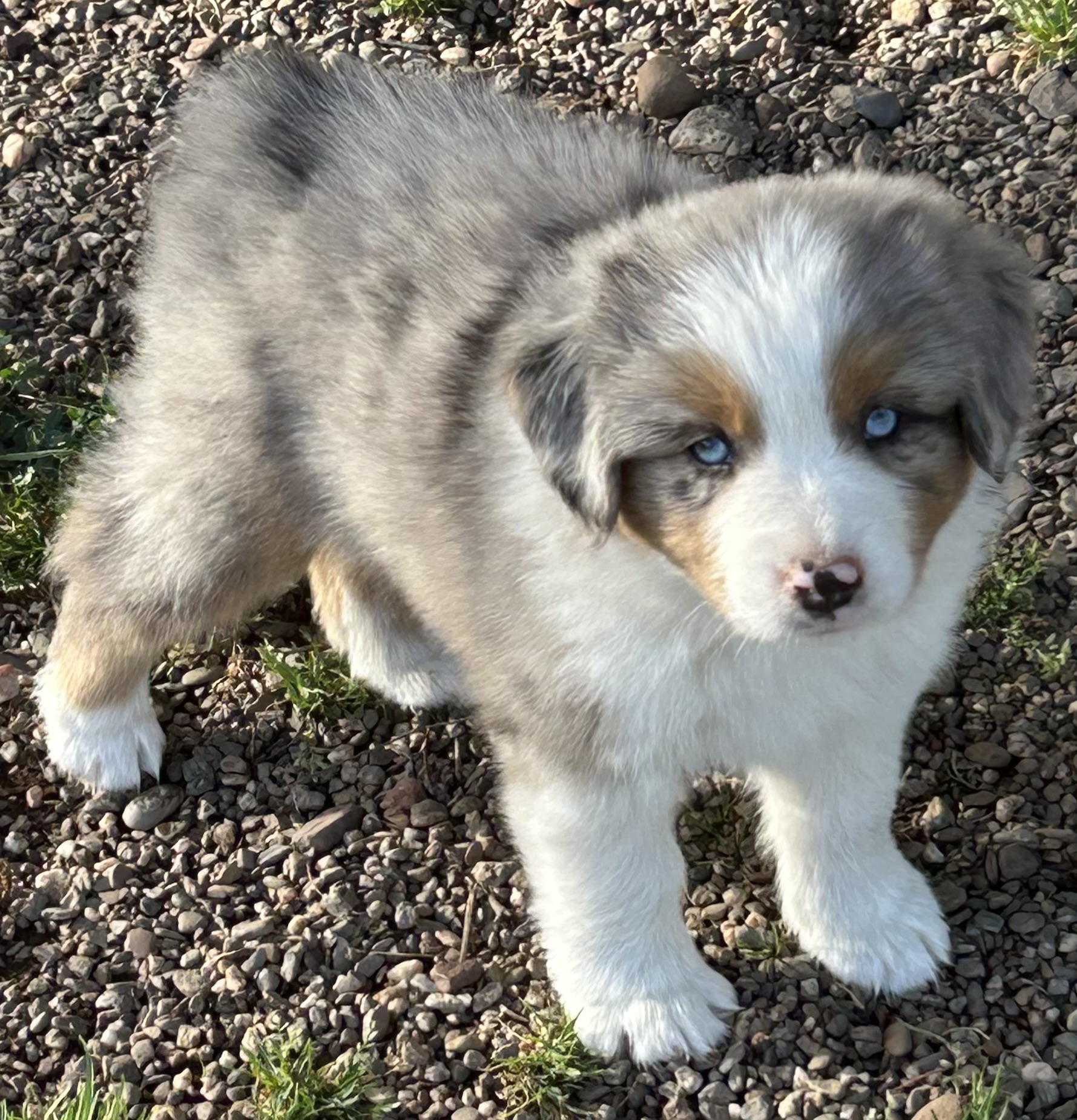 7 weeks