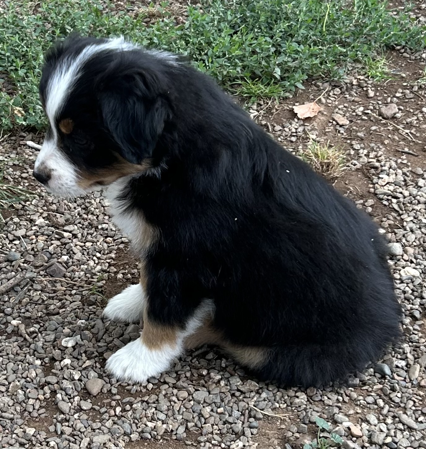 7 weeks