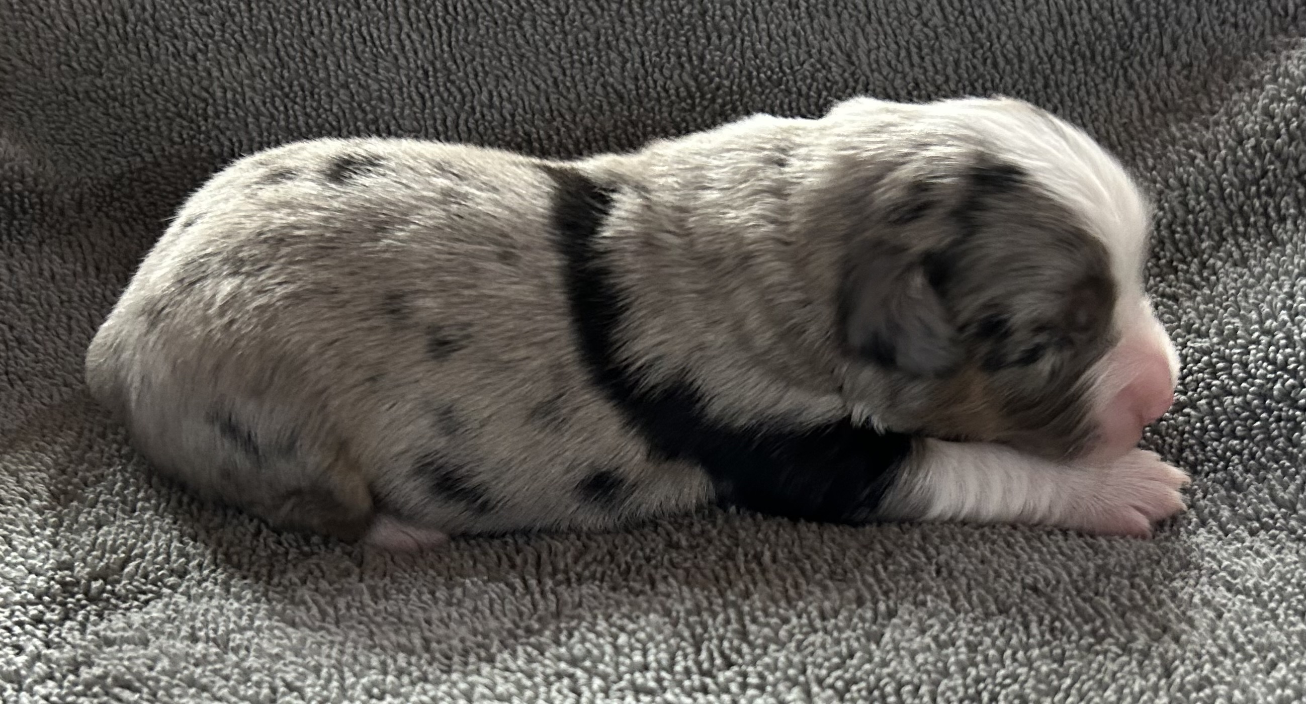 1 week old
