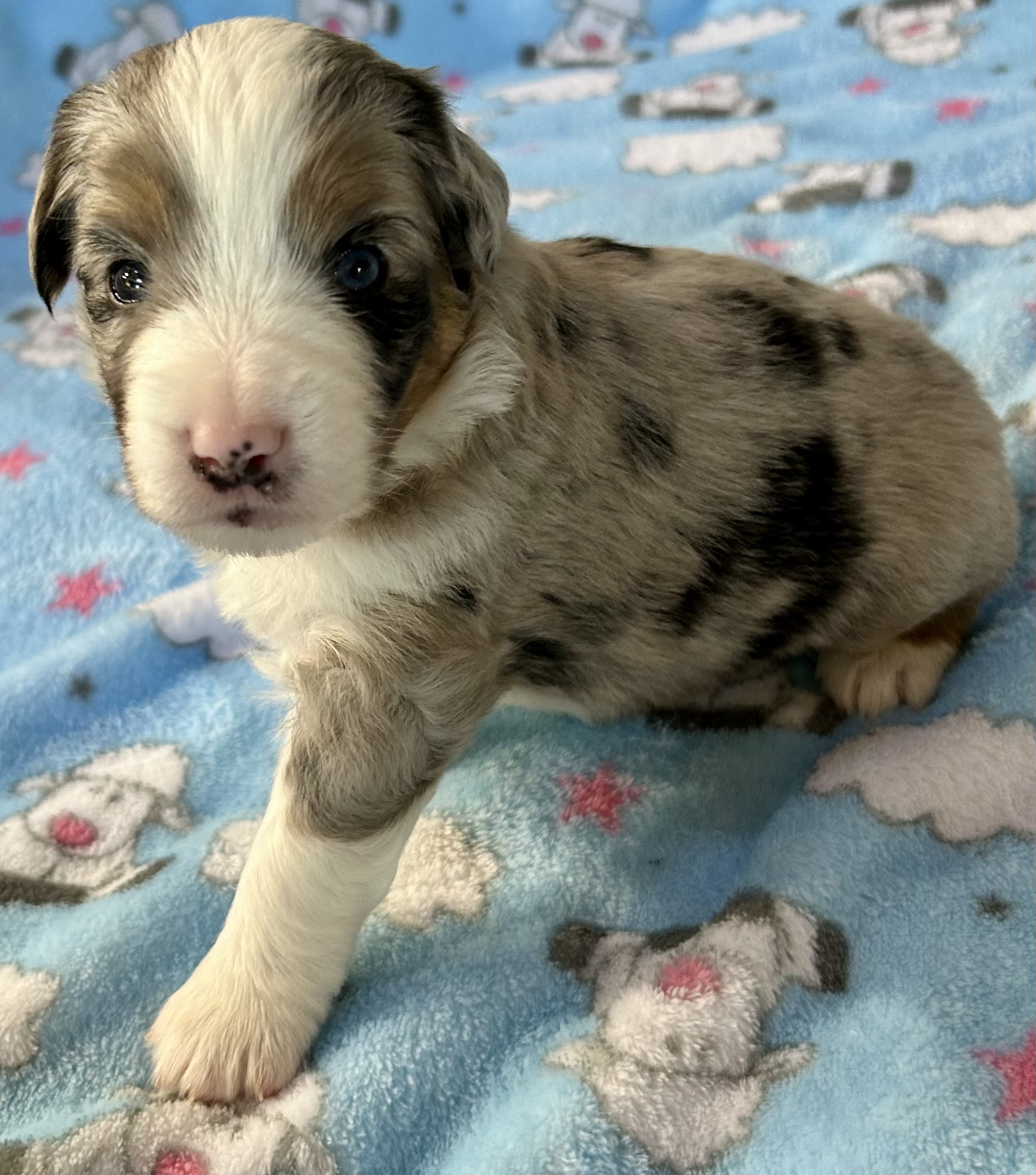 3 weeks old