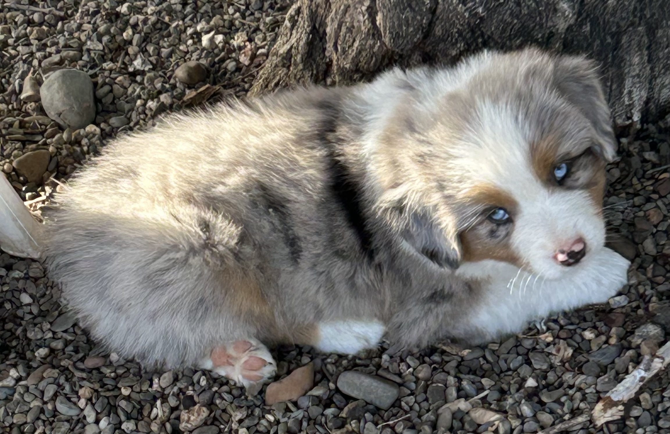 7 weeks