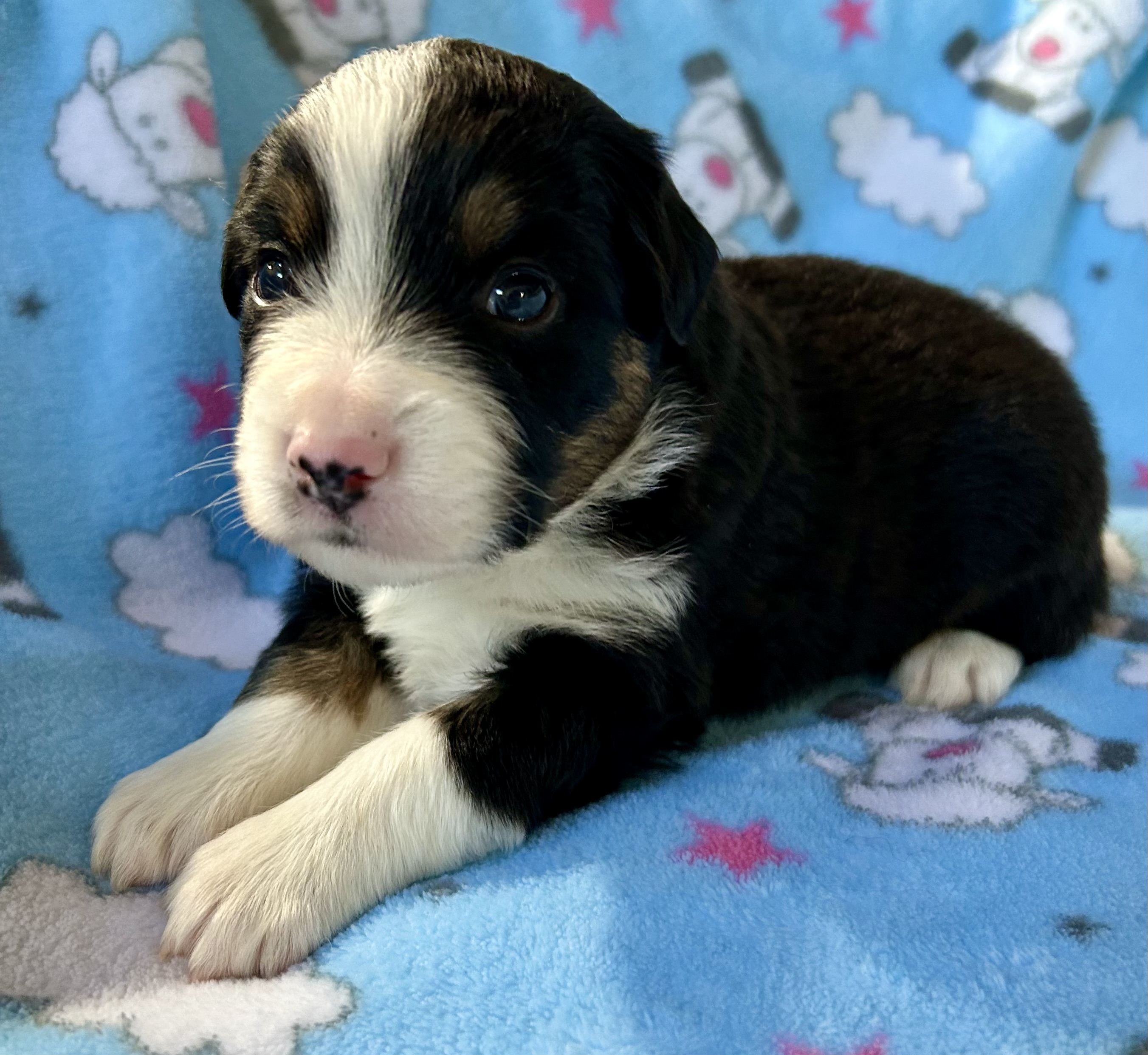 3 weeks old