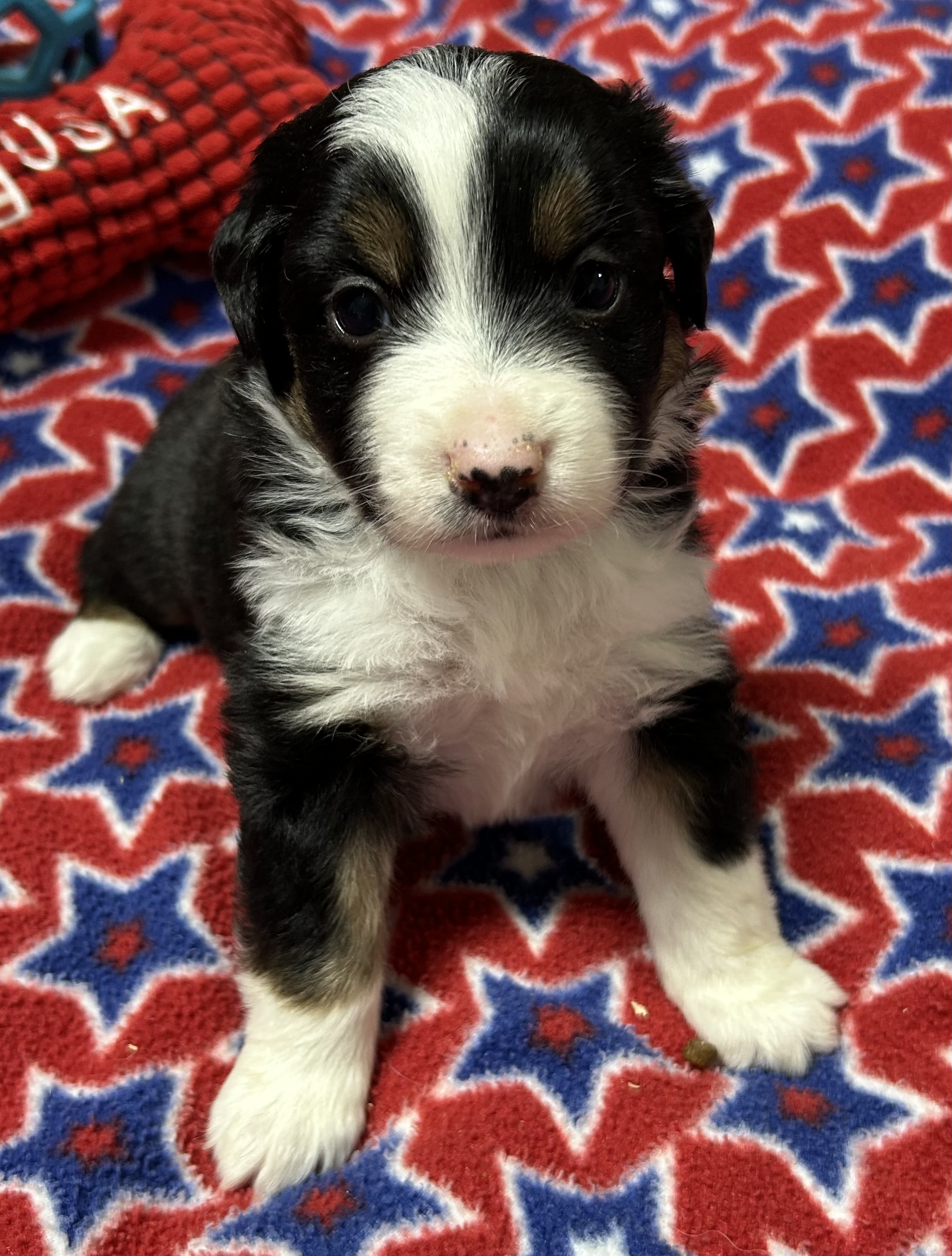4 weeks old