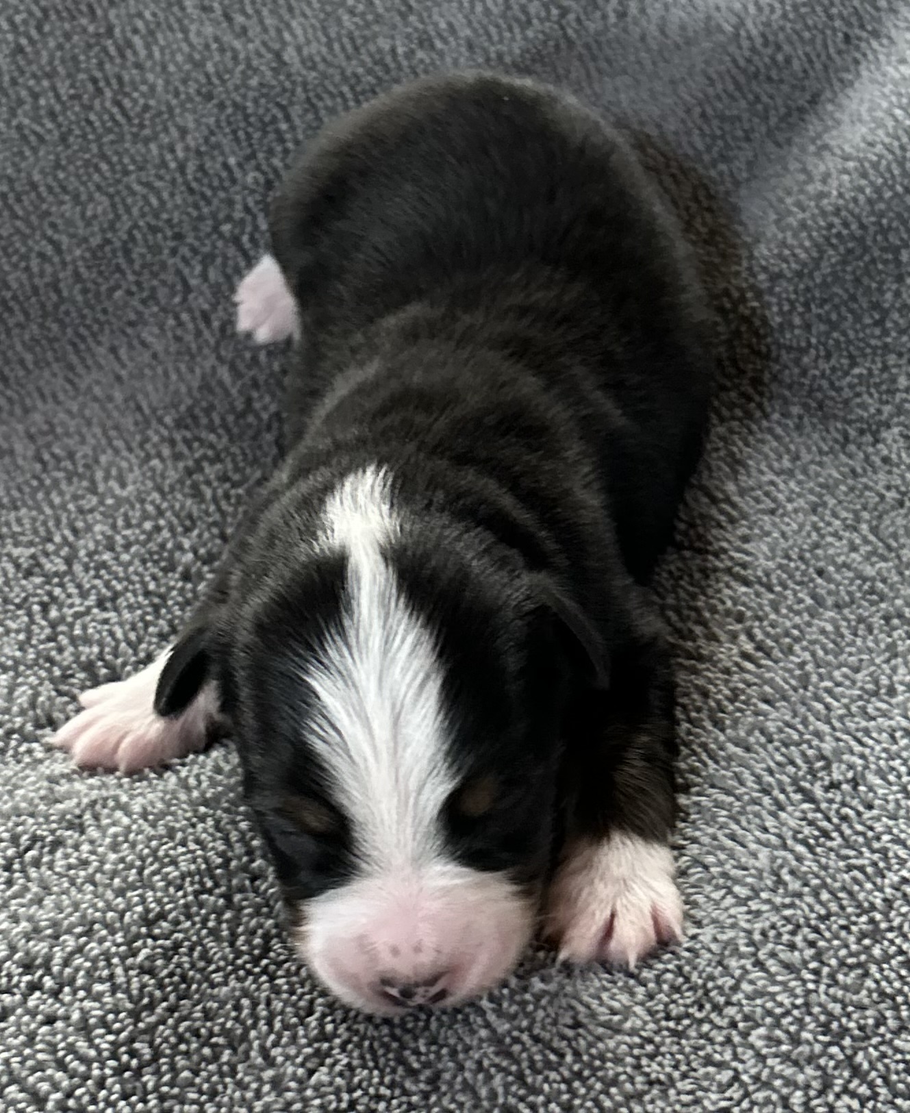 1 week old