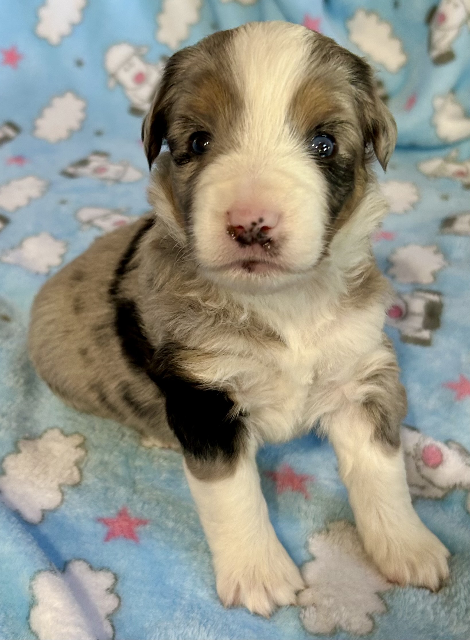 3 weeks old