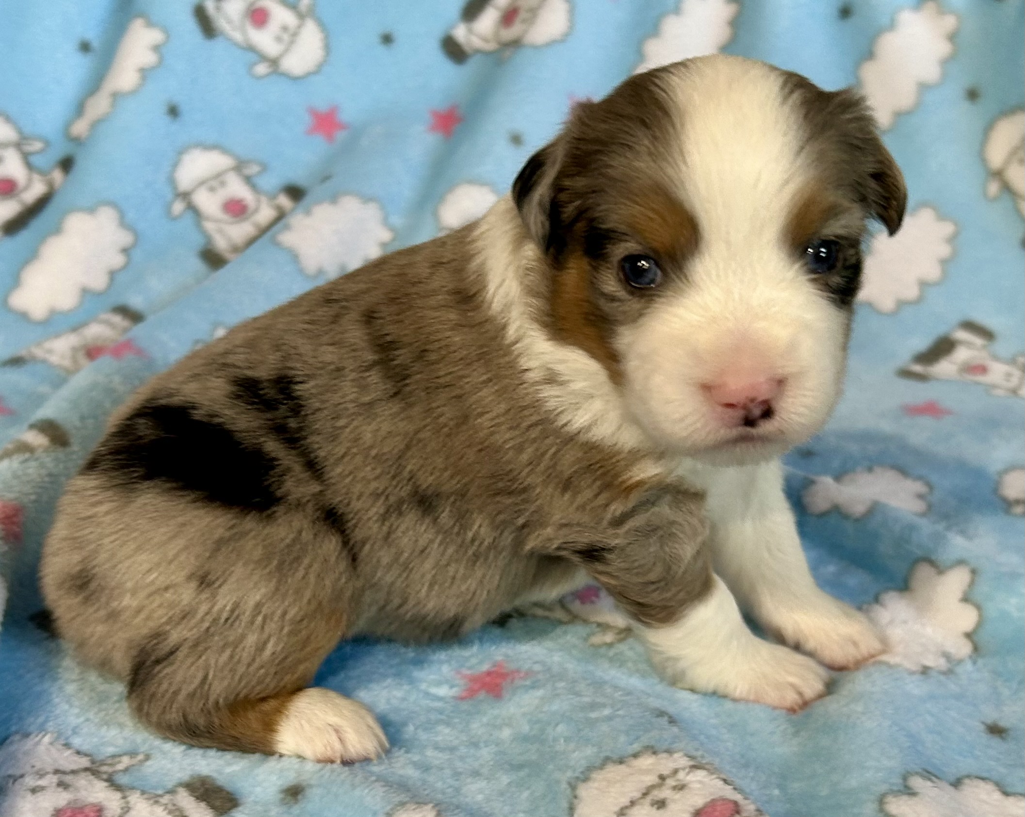 3 weeks old