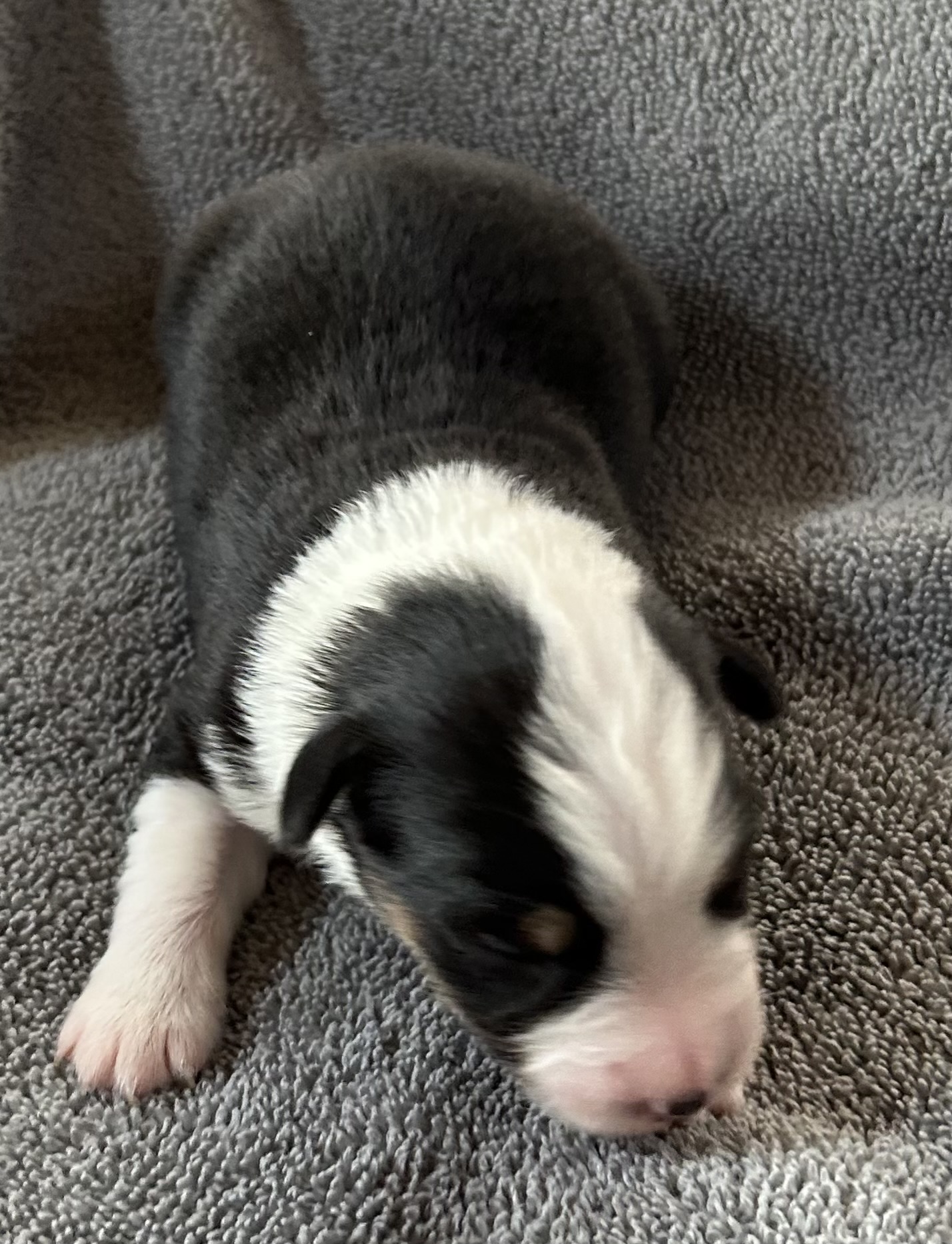 1 week old