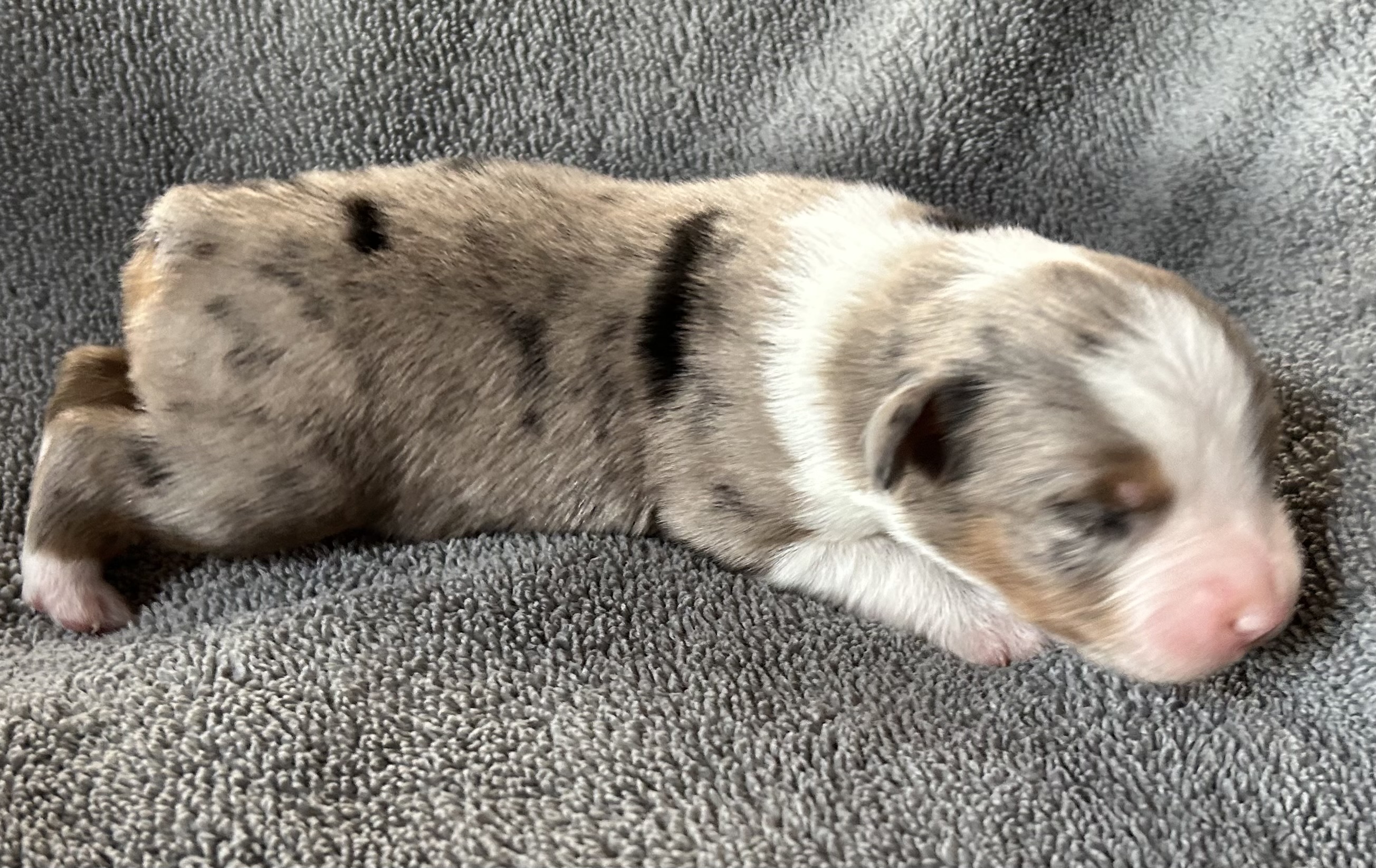 1 week old