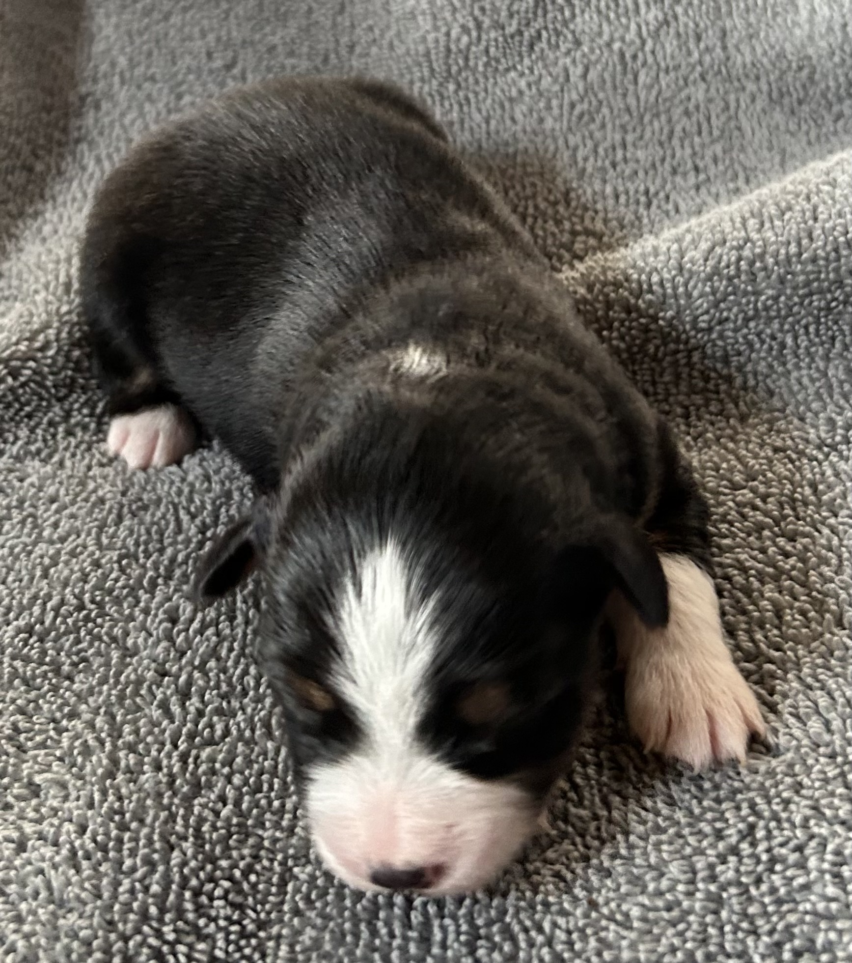 1 week old