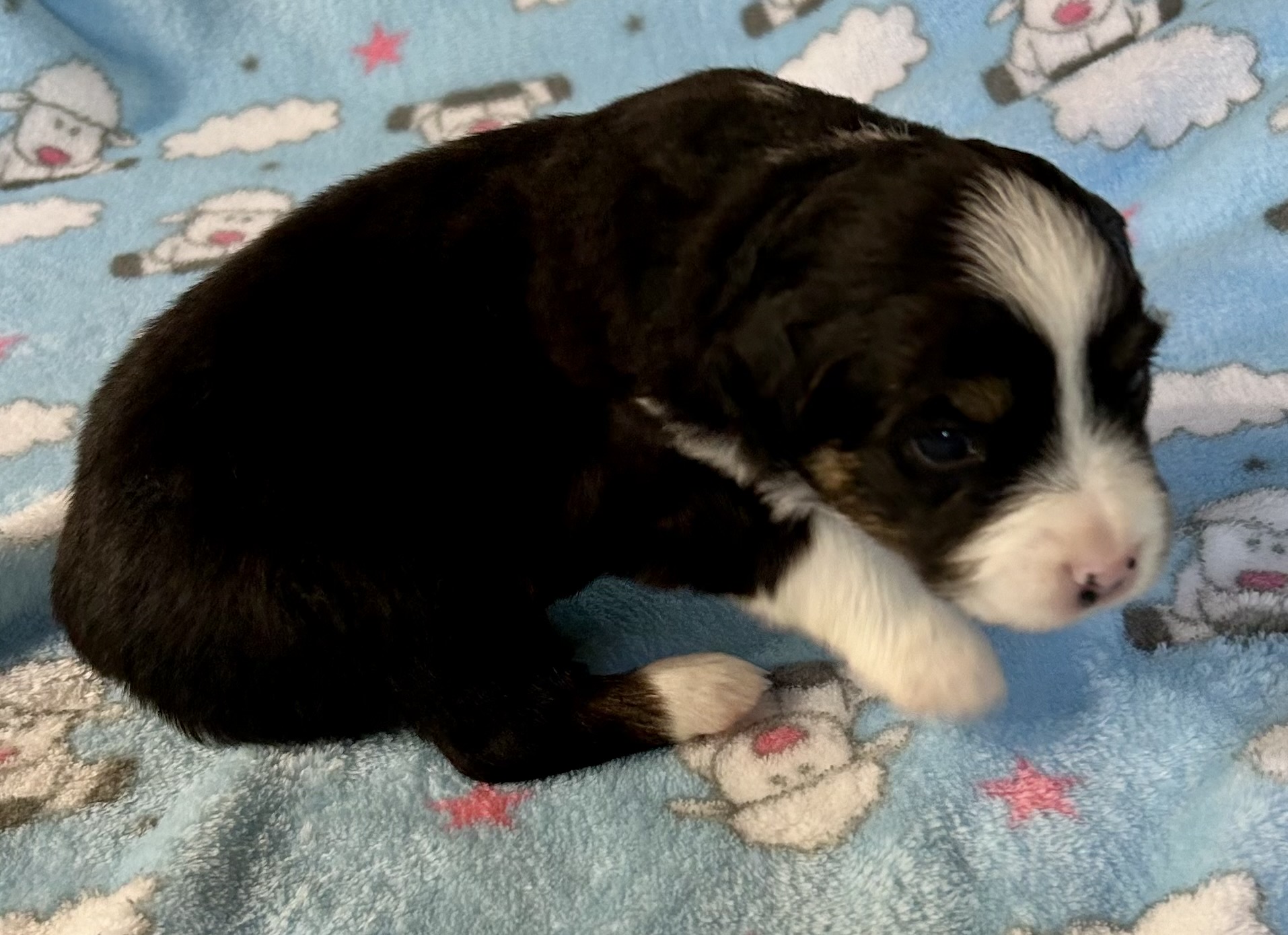 3 weeks old