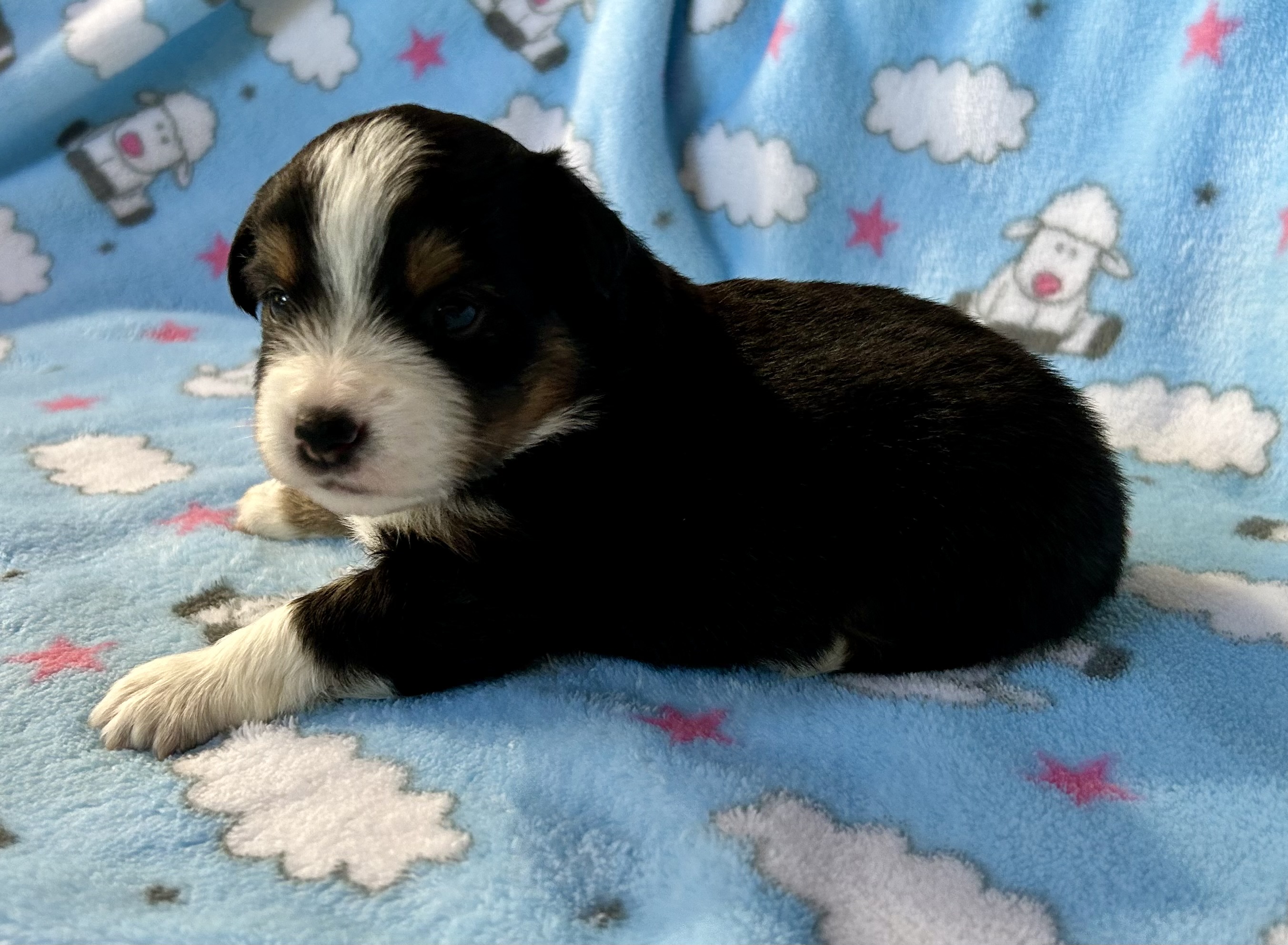 3 weeks old