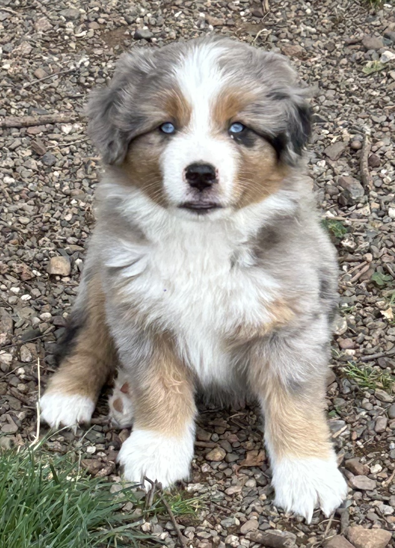 7 weeks