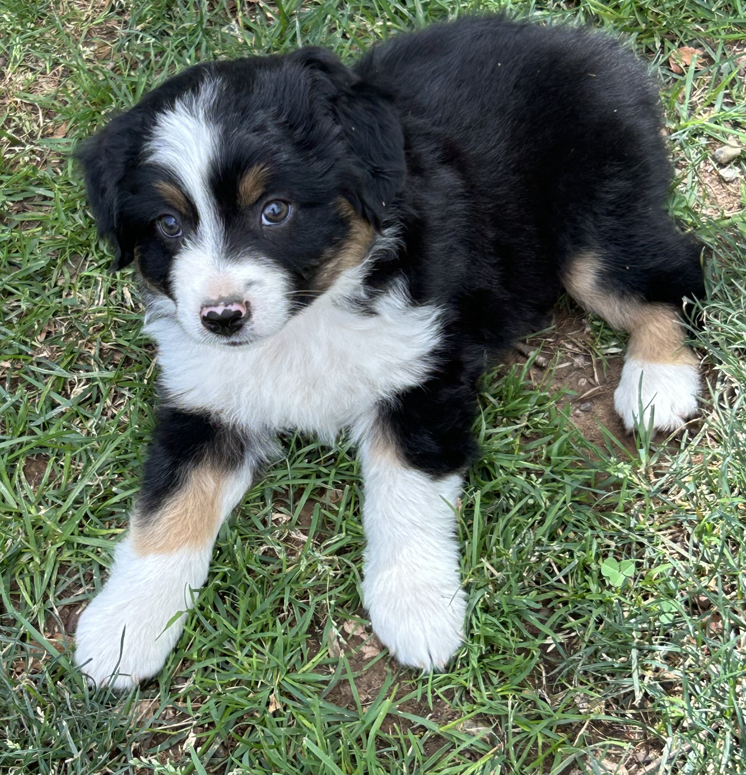 7 weeks