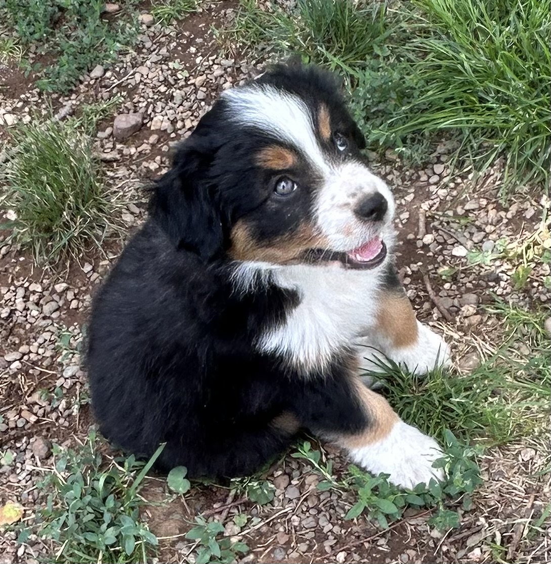 7 weeks