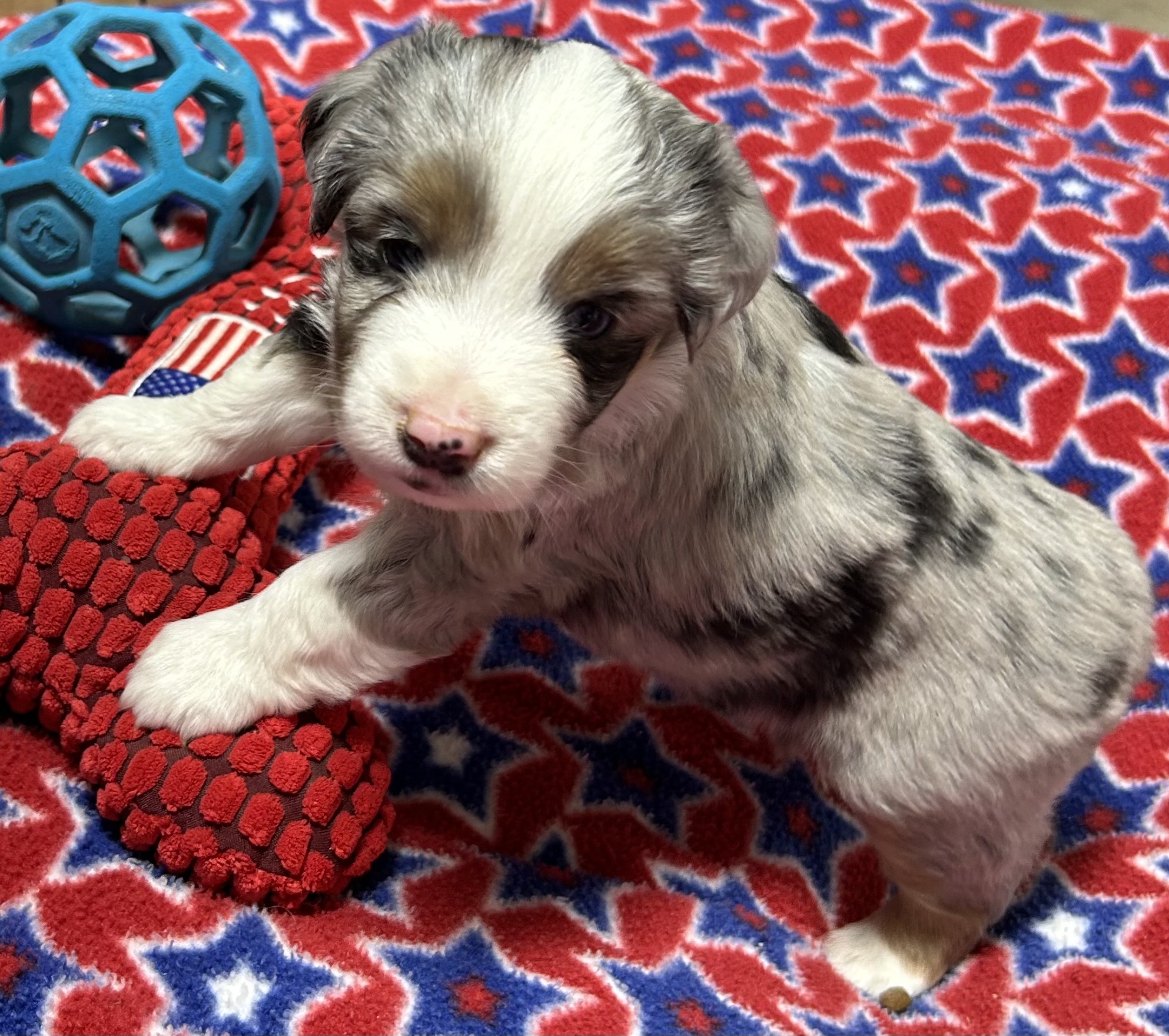 4 weeks old