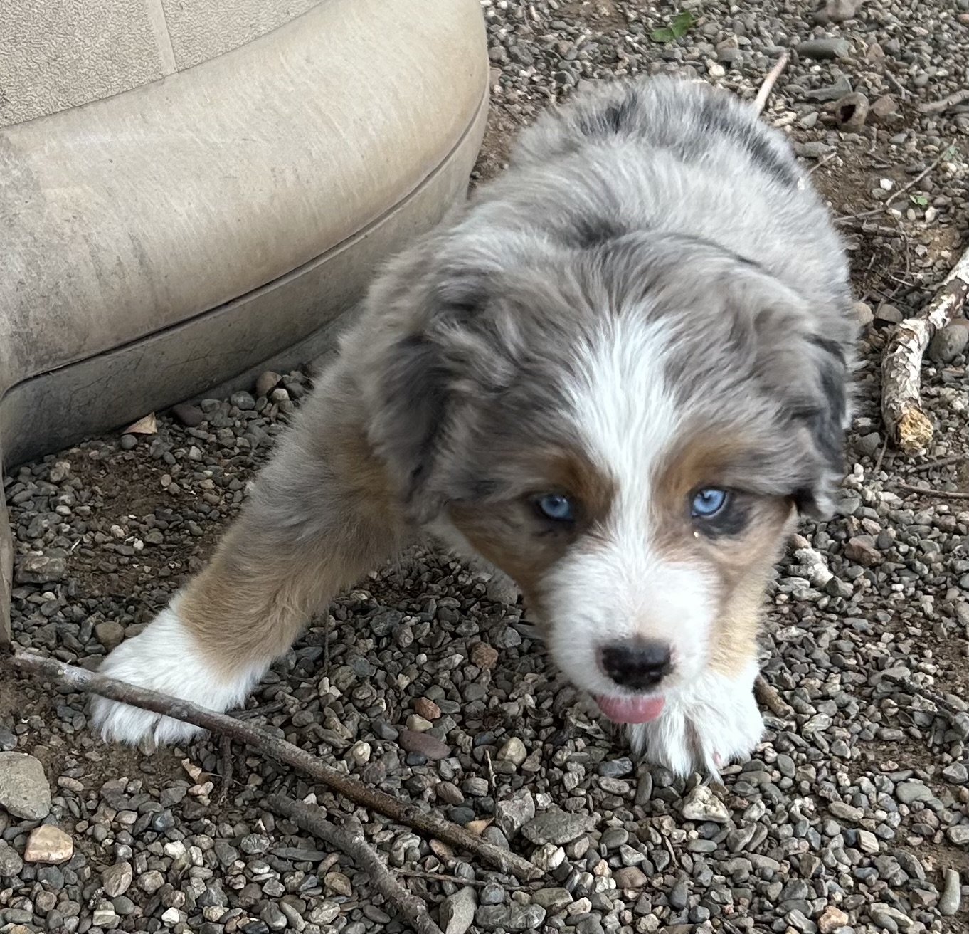 7 weeks