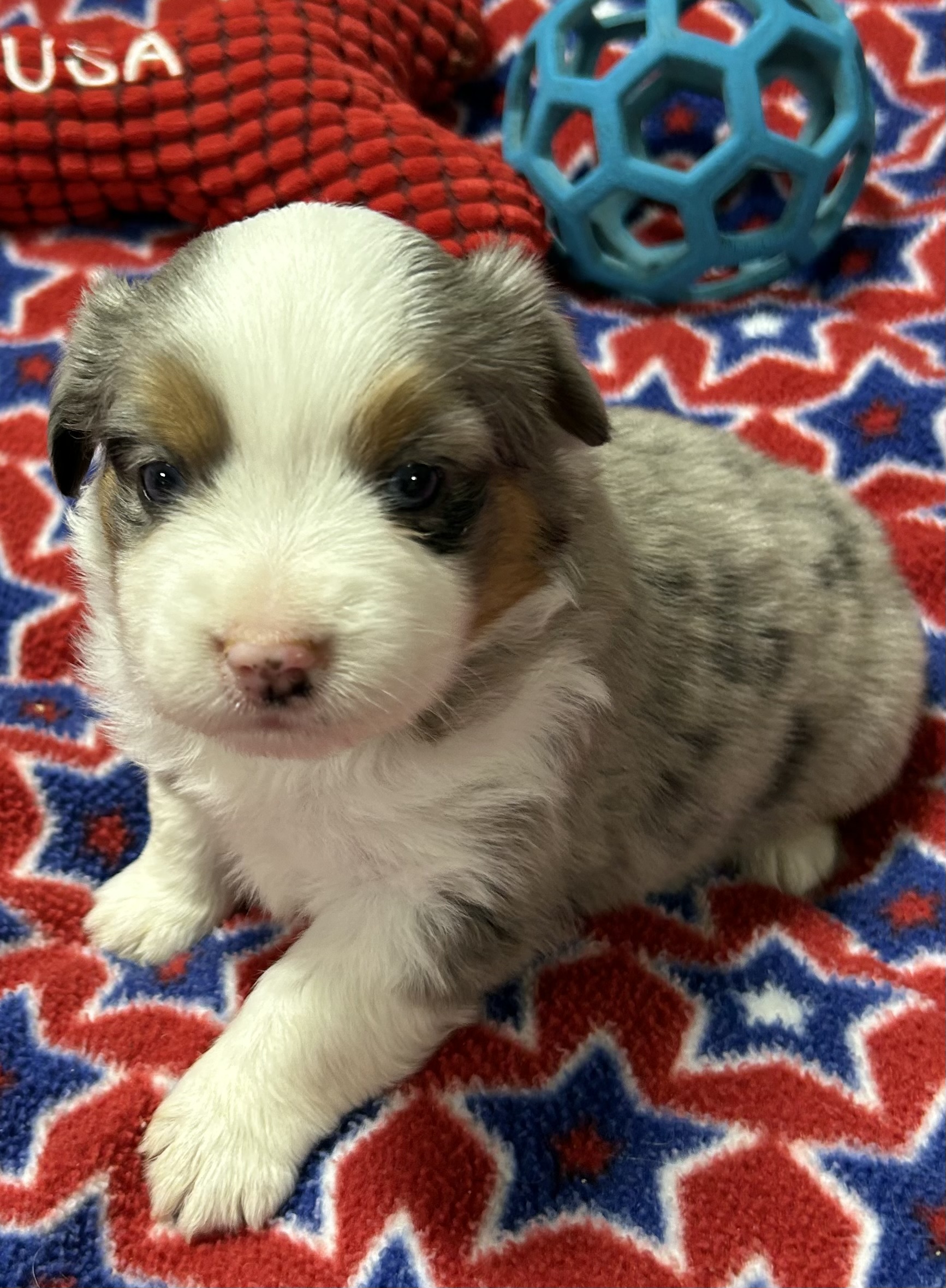 4 weeks old