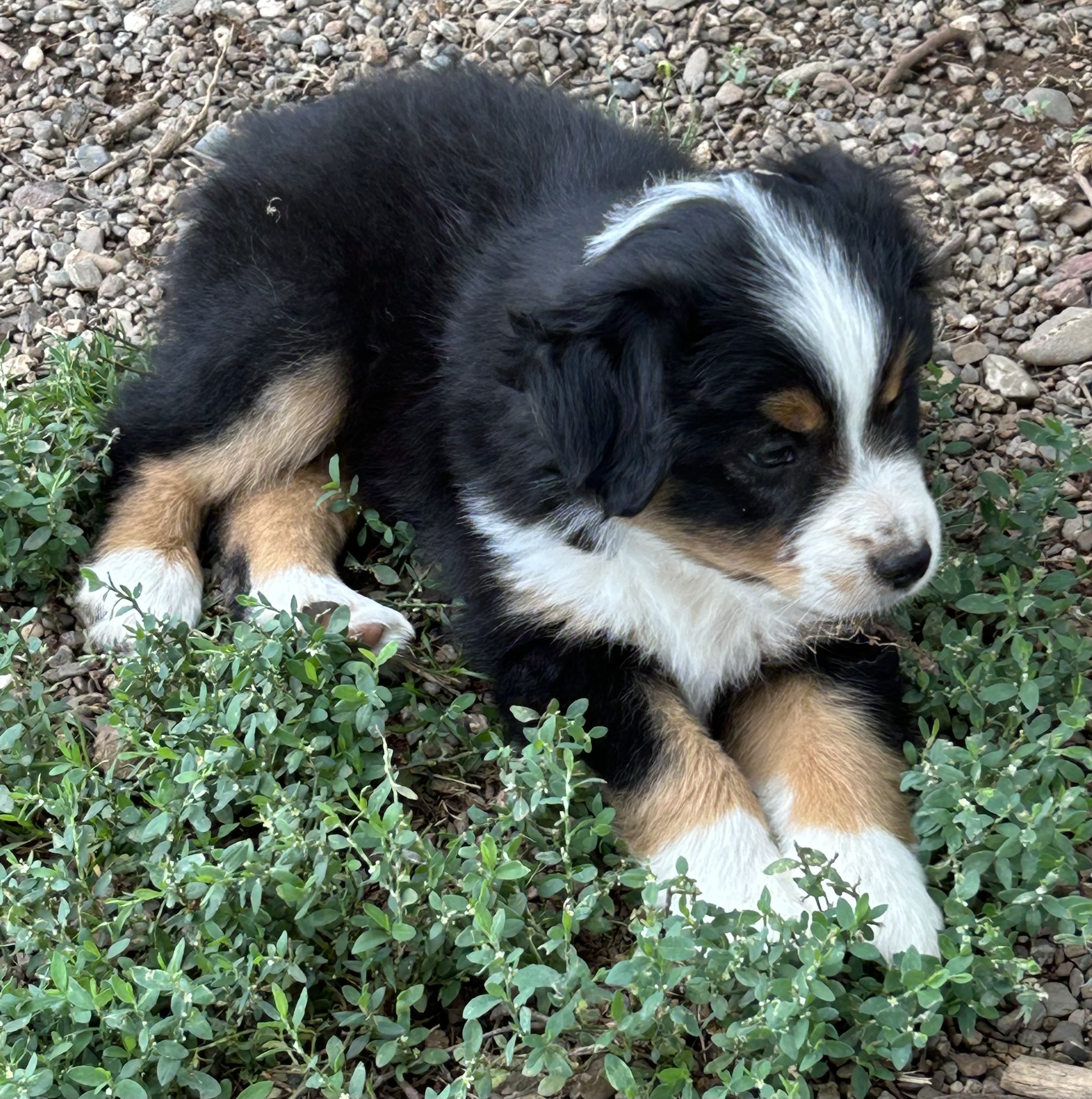 7 weeks
