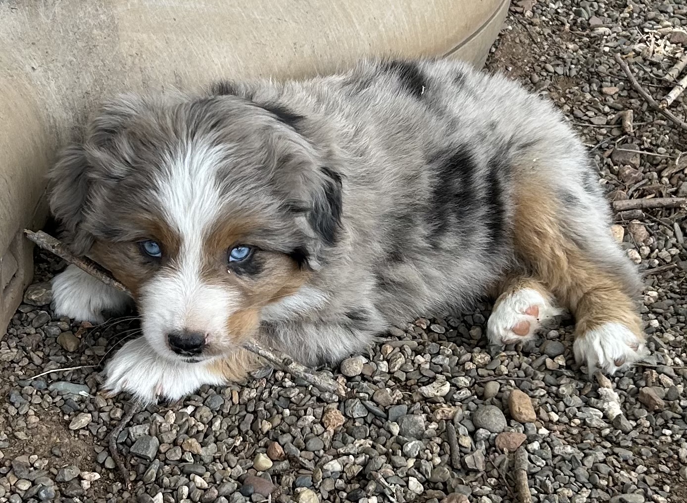 7 weeks