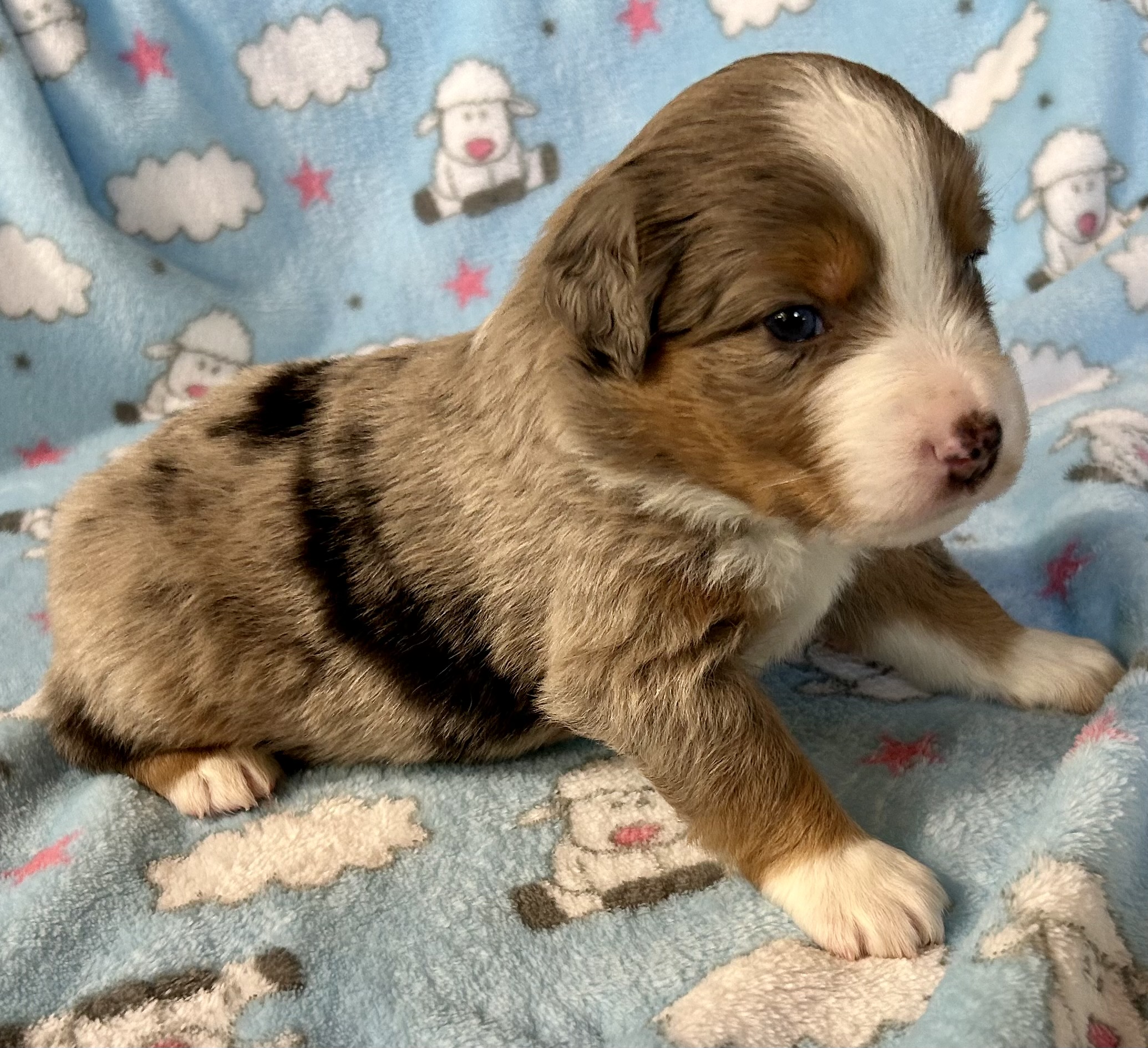 3 weeks old