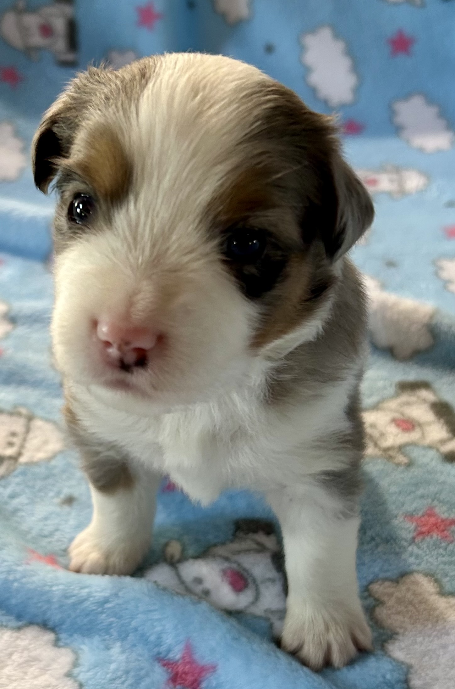 3 weeks old