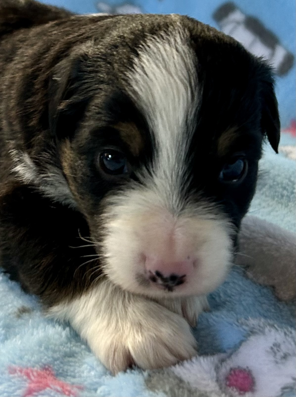 3 weeks old