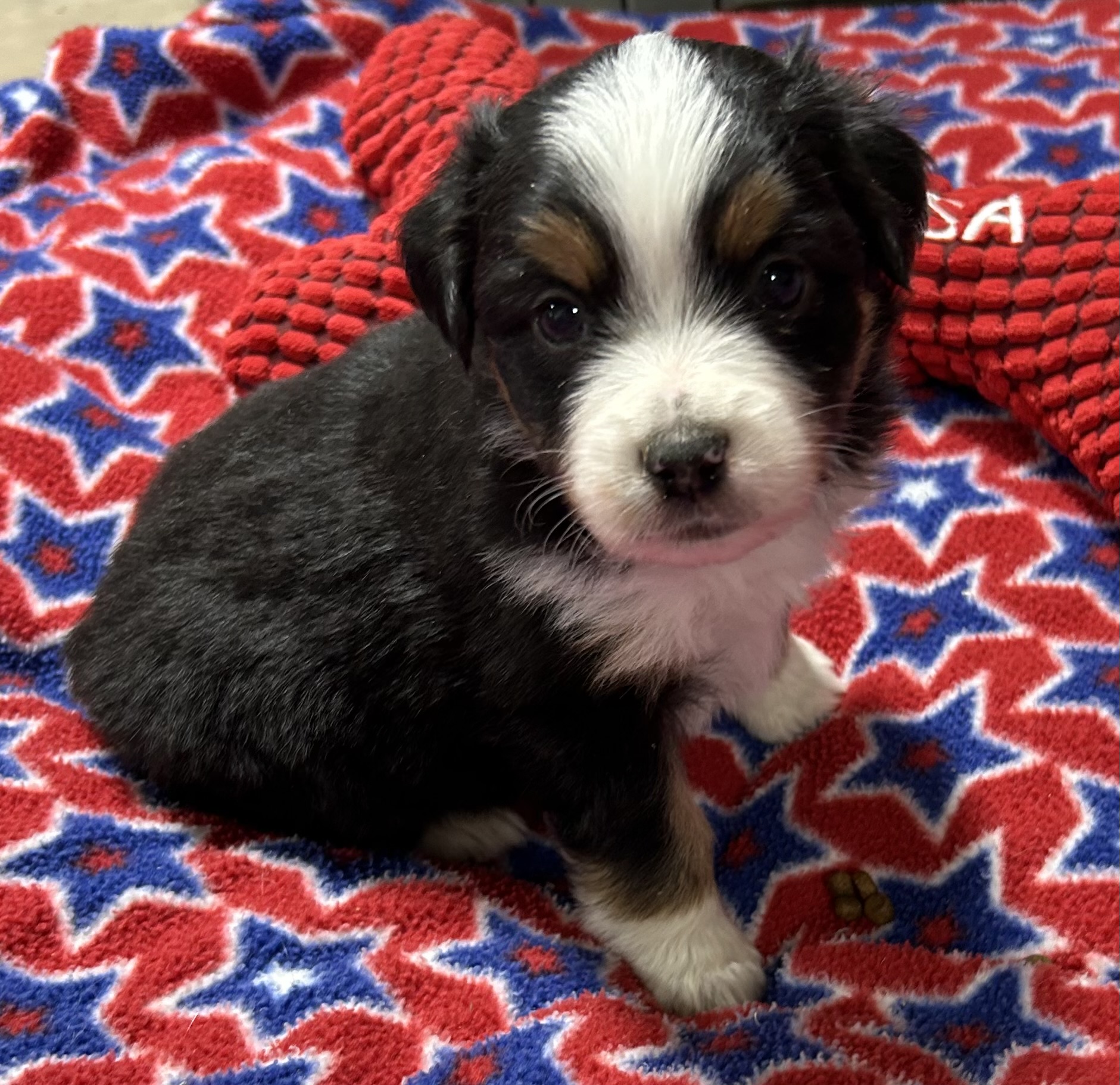 4 weeks old
