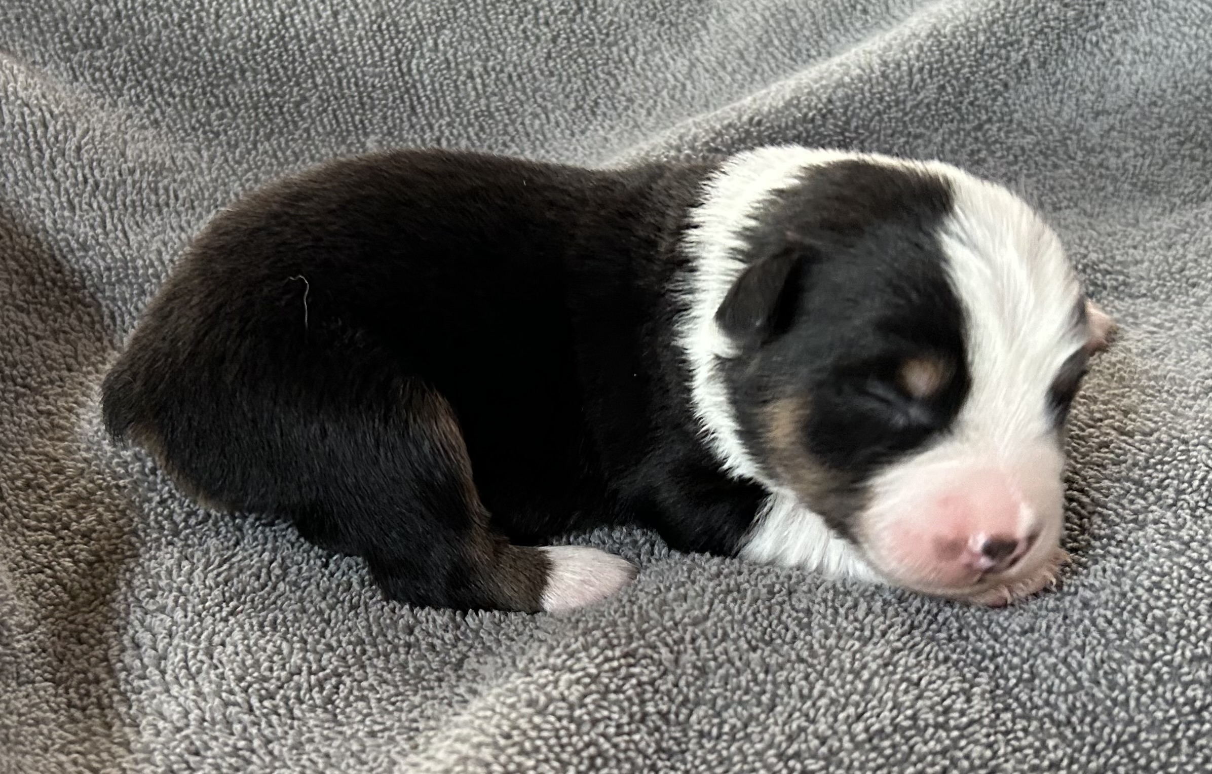 1 week old