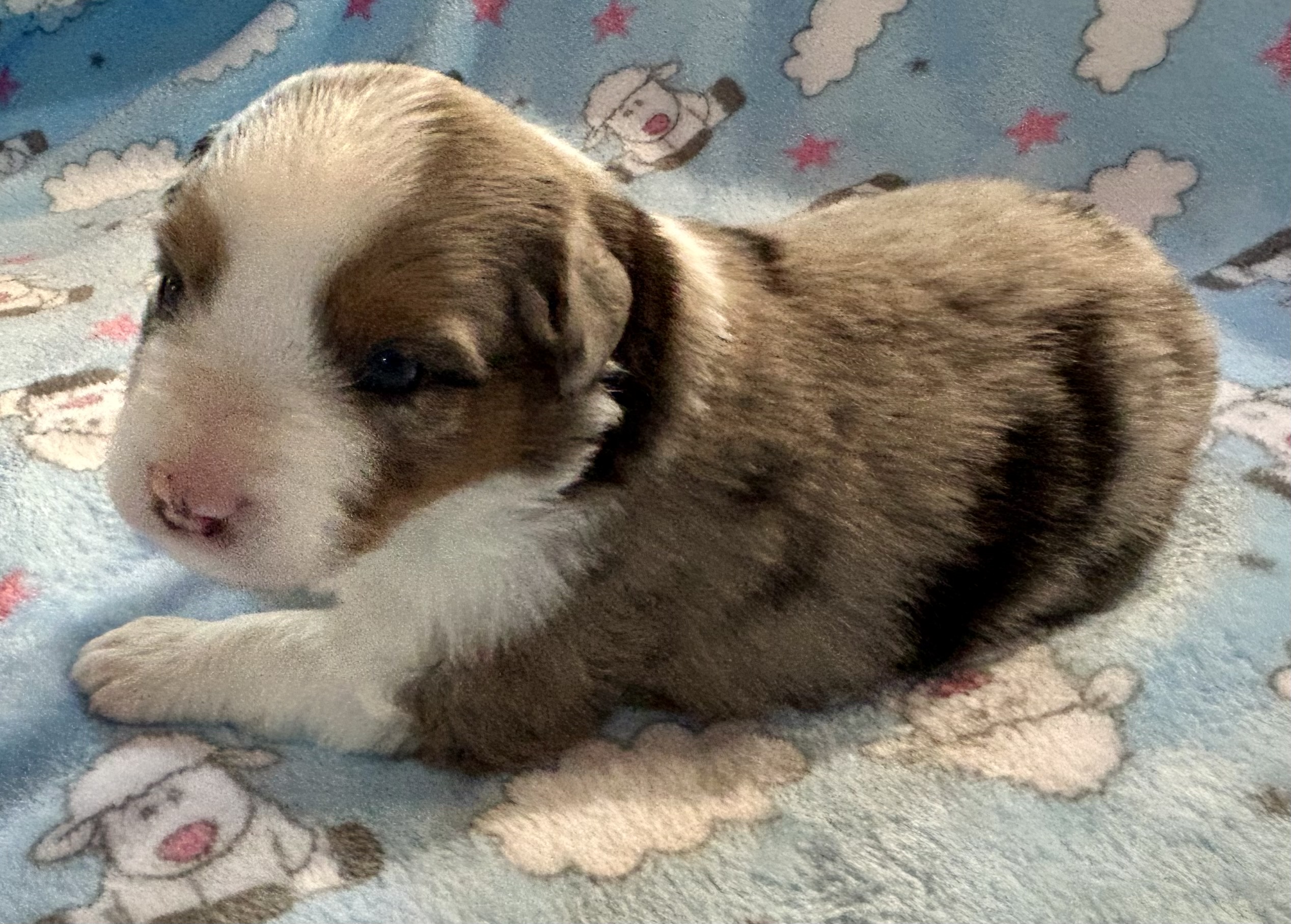 3 weeks old