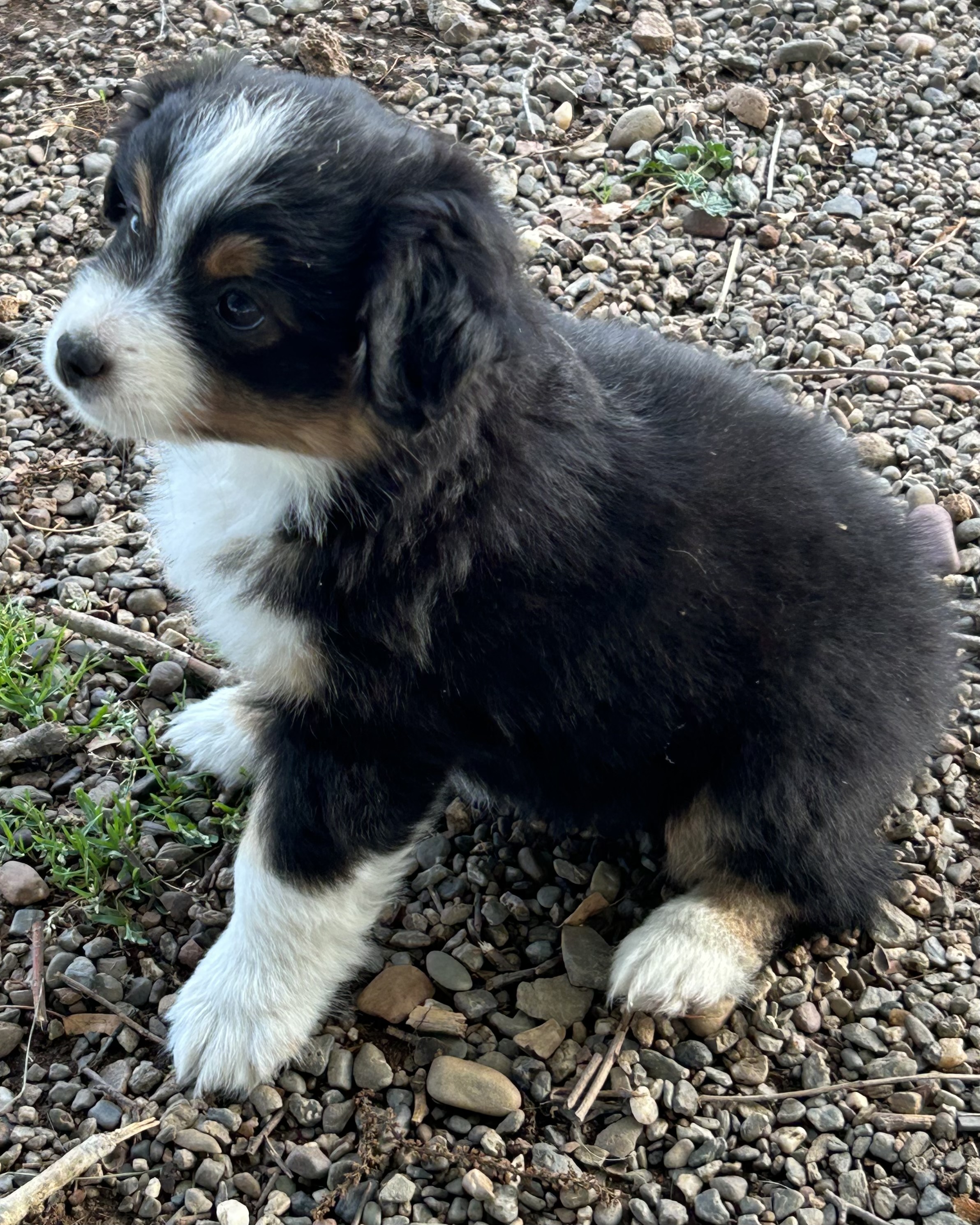7 weeks