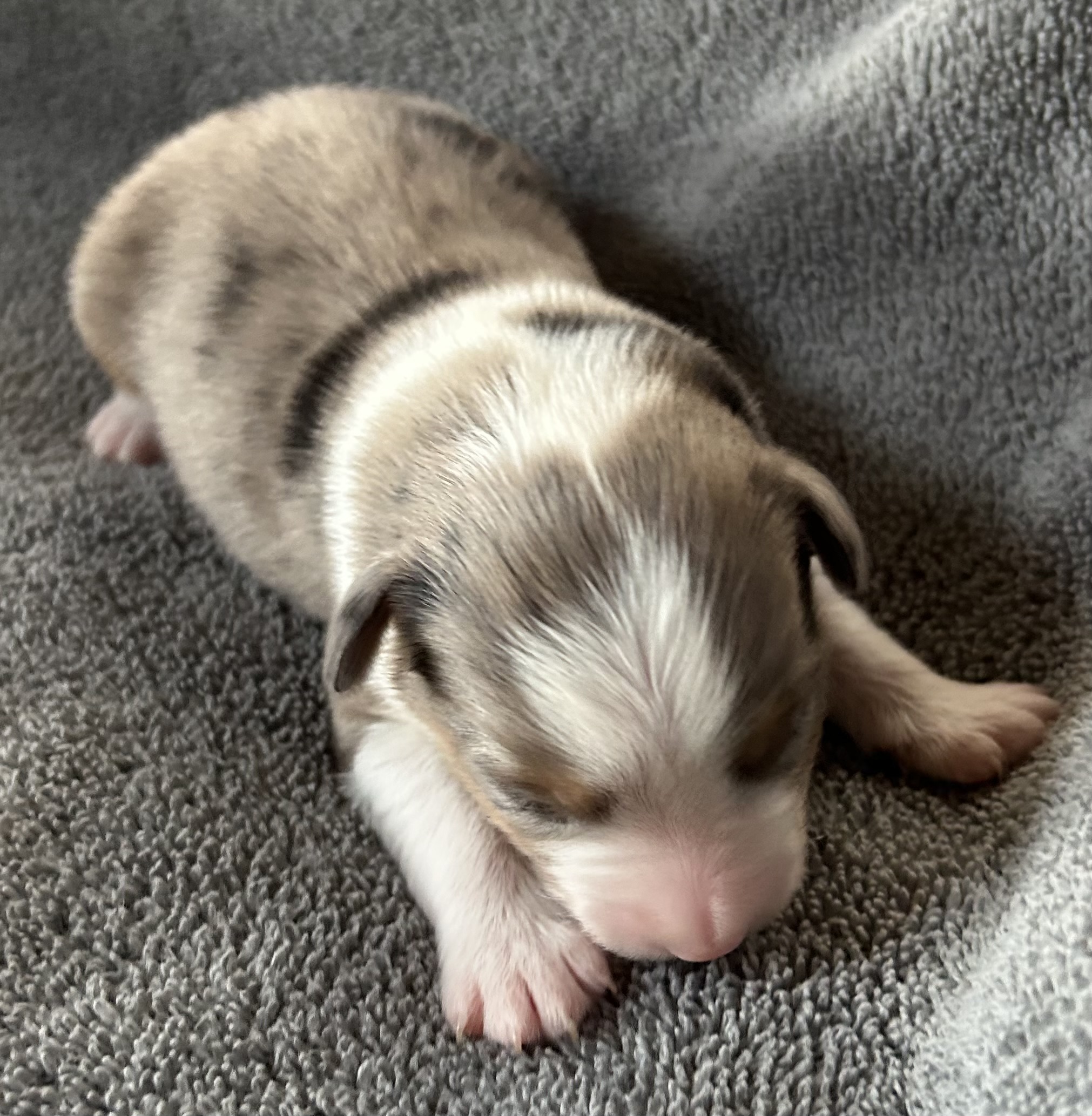 1 week old
