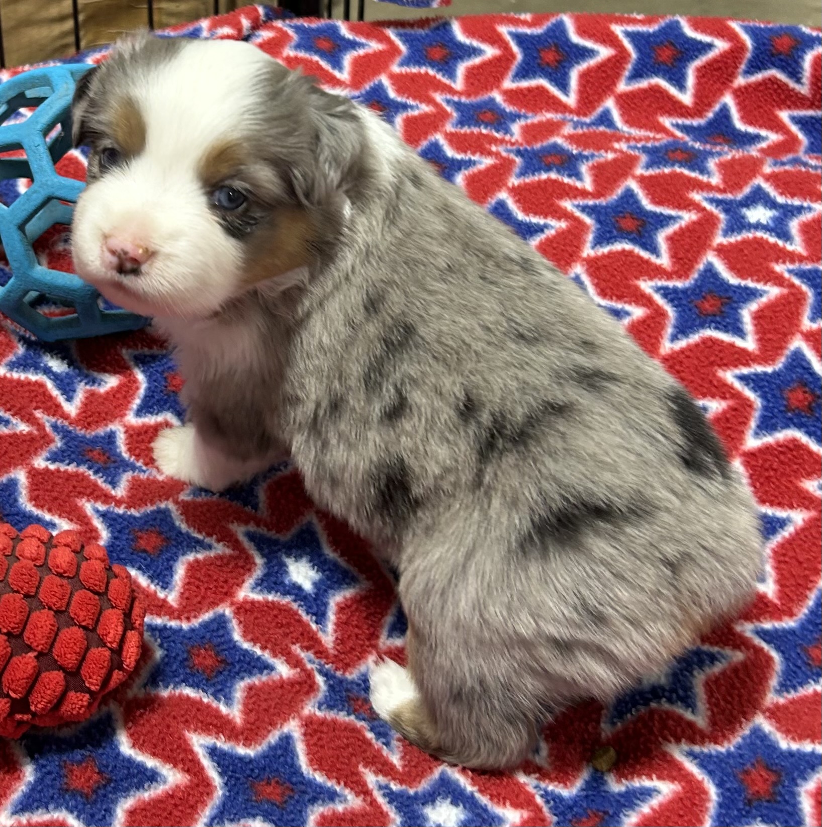 4 weeks old
