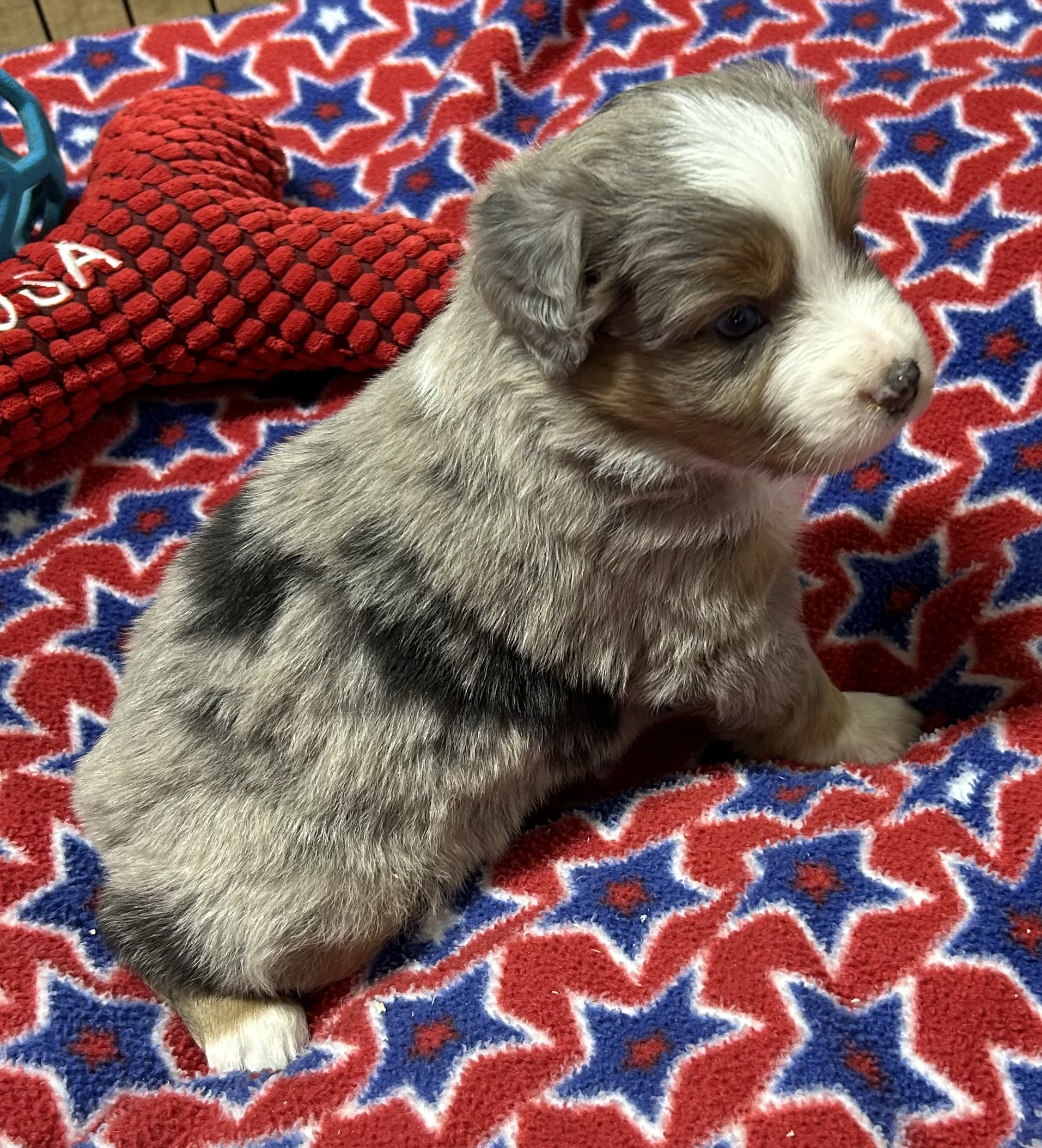 4 weeks old
