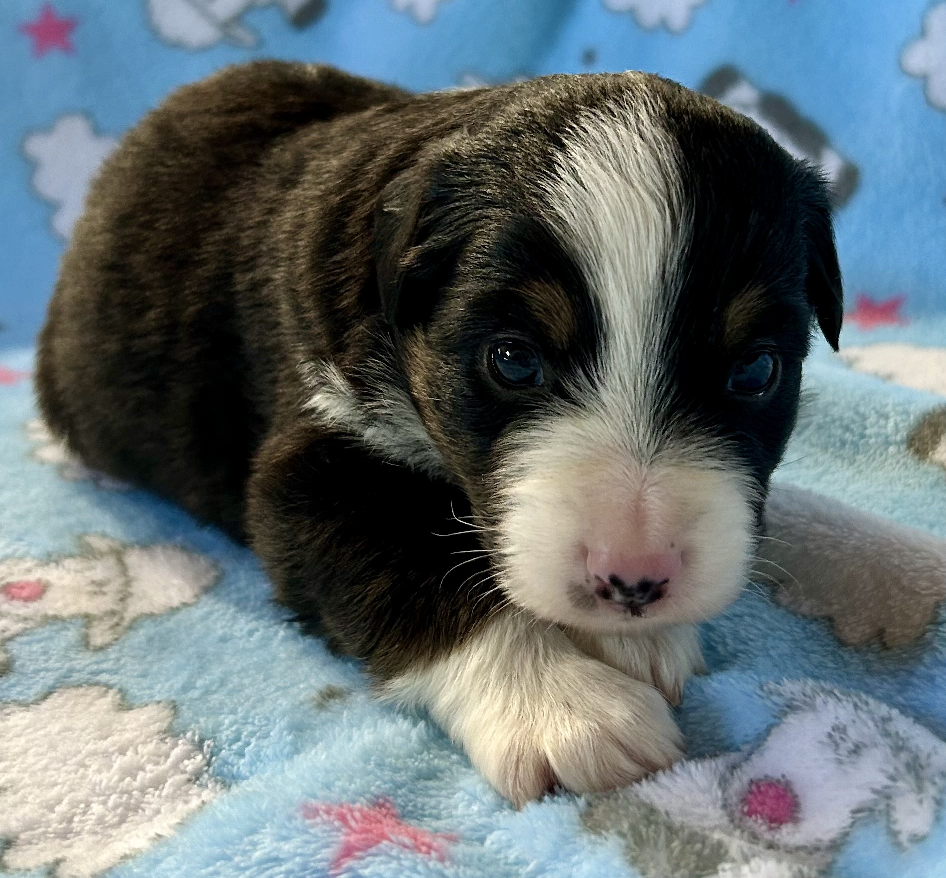 3 weeks old